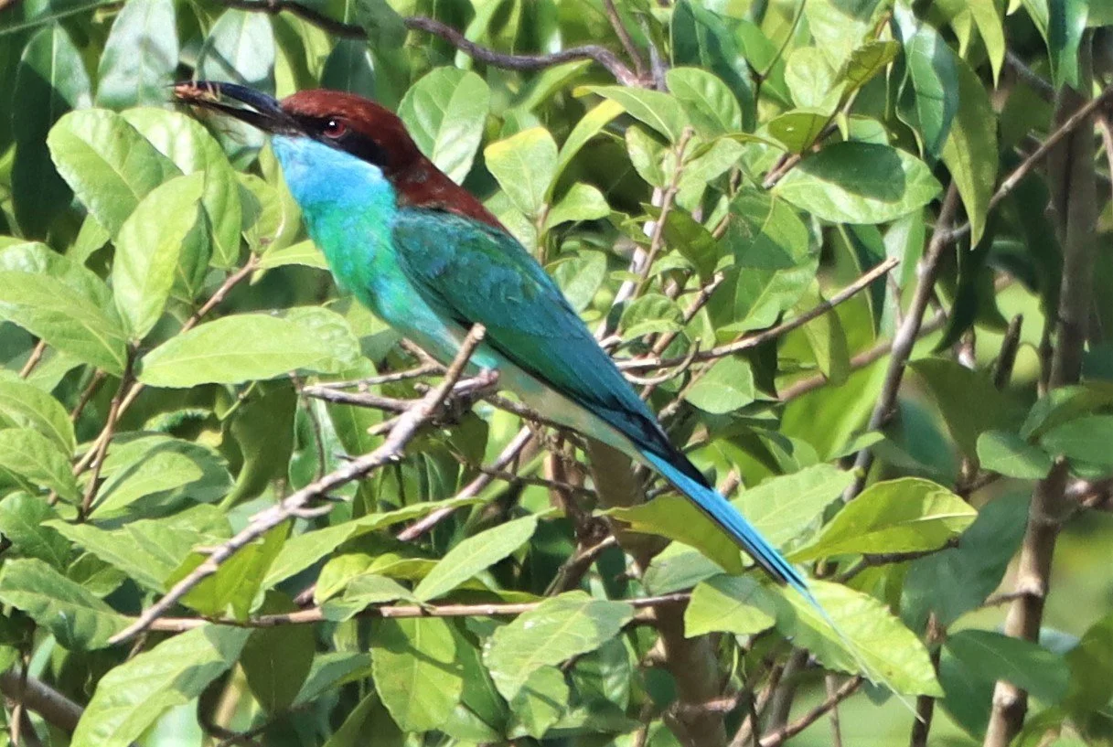 BEE-EATER - BLUE-THROATED BEE-EATER - Merops viridis - Khao Mai Kaeo, Bang Lamung District, Chon Buri (46).jpg