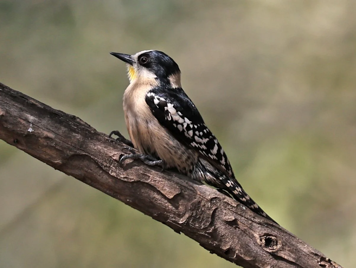 White-fronted Woodpecker (Melanerpes cactorum) Hotel Campestre Iparoma Paraguay (10).jpg