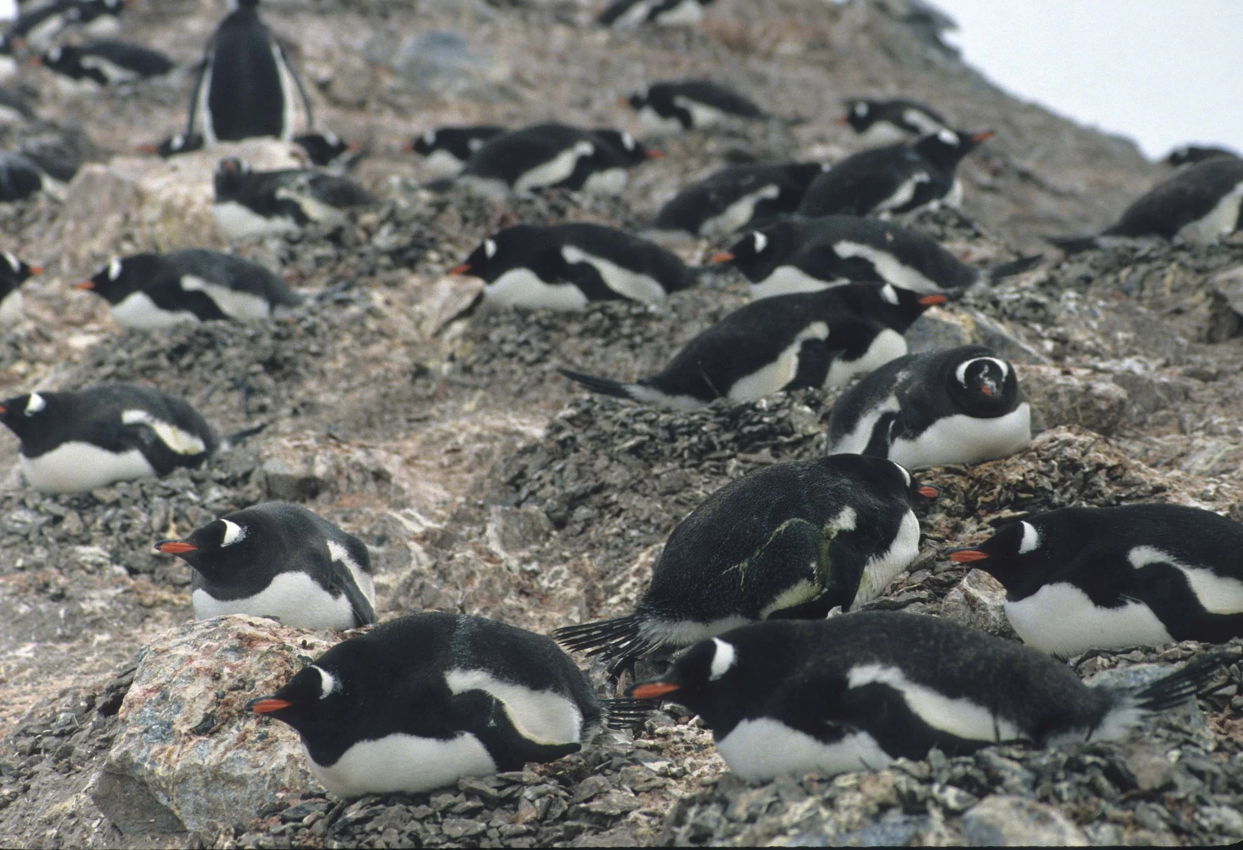 Gentoo Penguin (Pygoscelis papua) Danco Island Antarctic Peninsula (23).jpg