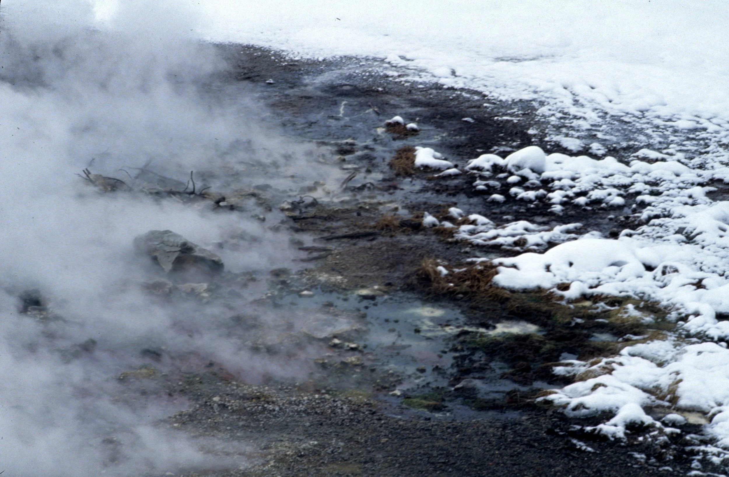 YELLOWSTONE IN WINTER - MAMMOTH HOTSPRINGS J.jpg