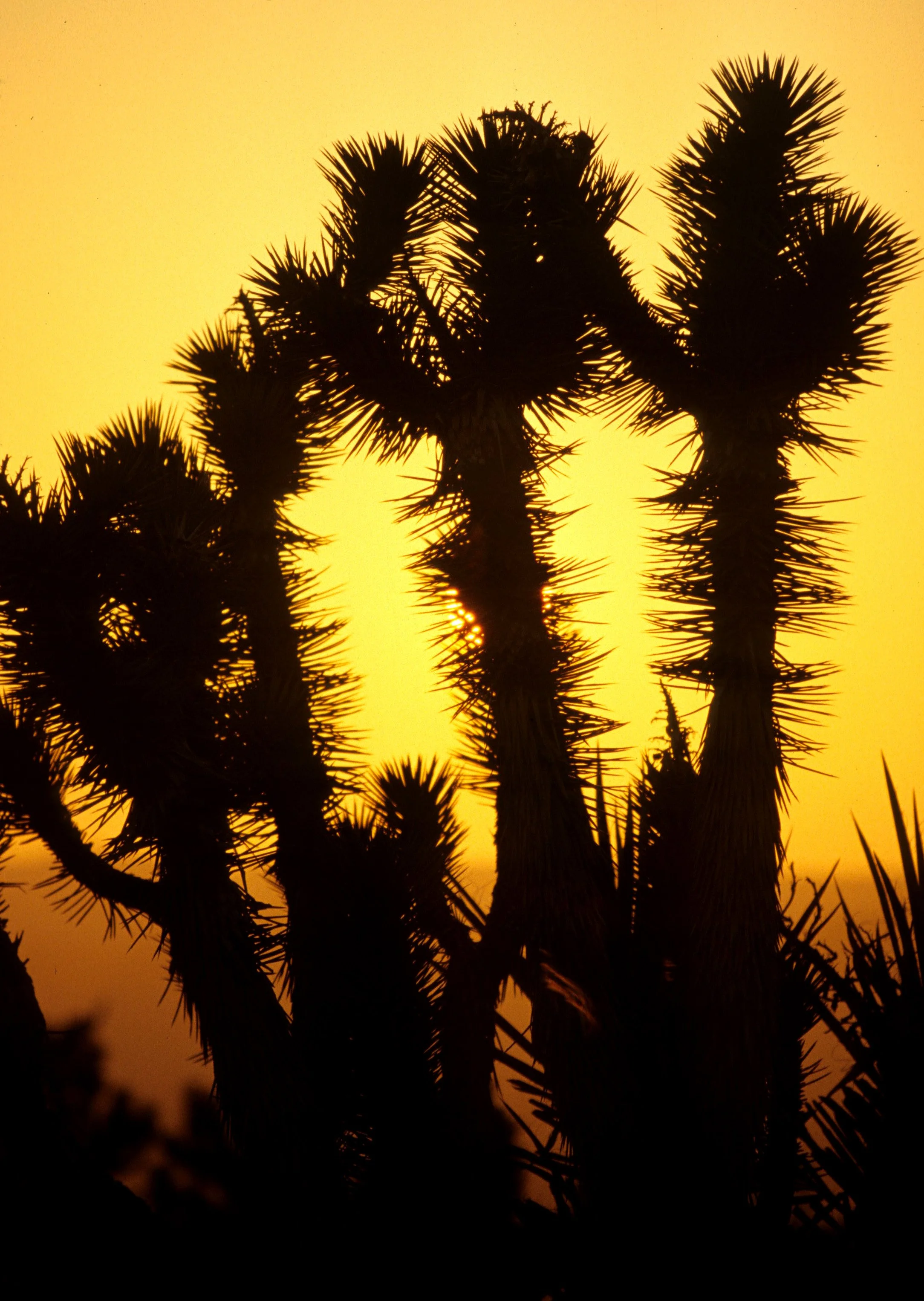 MOJAVE - YUCCA SUNSET C.jpg