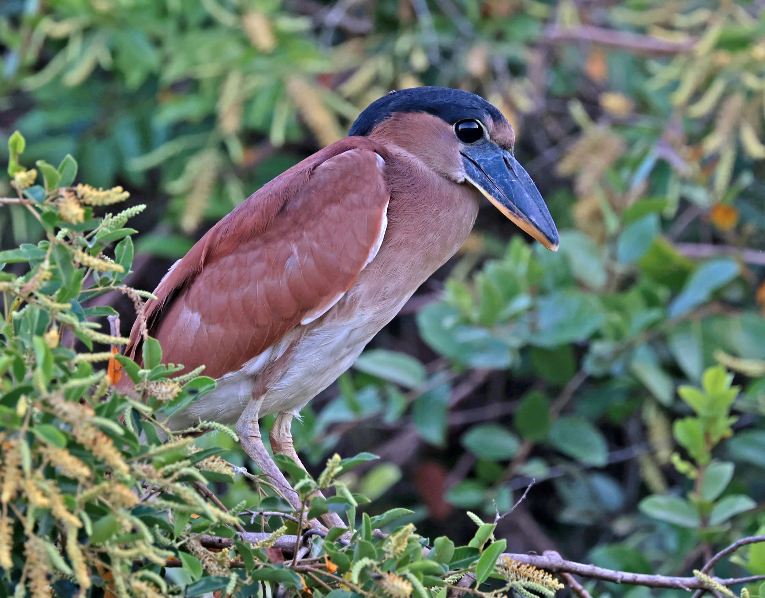 Heron - Boat-billed Heron - Cochlearius cochlearius - Pantanal, Encontro das Águas State Park, Porto Jofre, Cuiaba River, Brazil (9).jpg