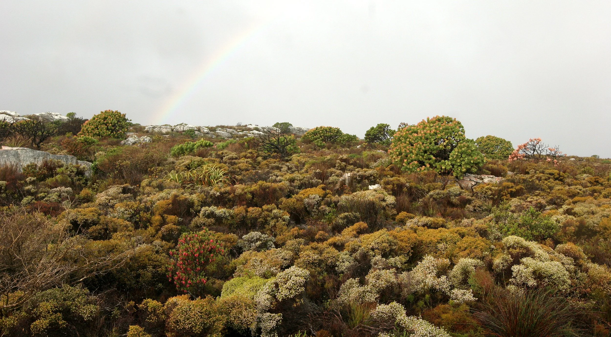 TABLE MOUNTAIN NATIONAL PARK - COASTAL FYNBO PLANT COMMUNITY (14).JPG