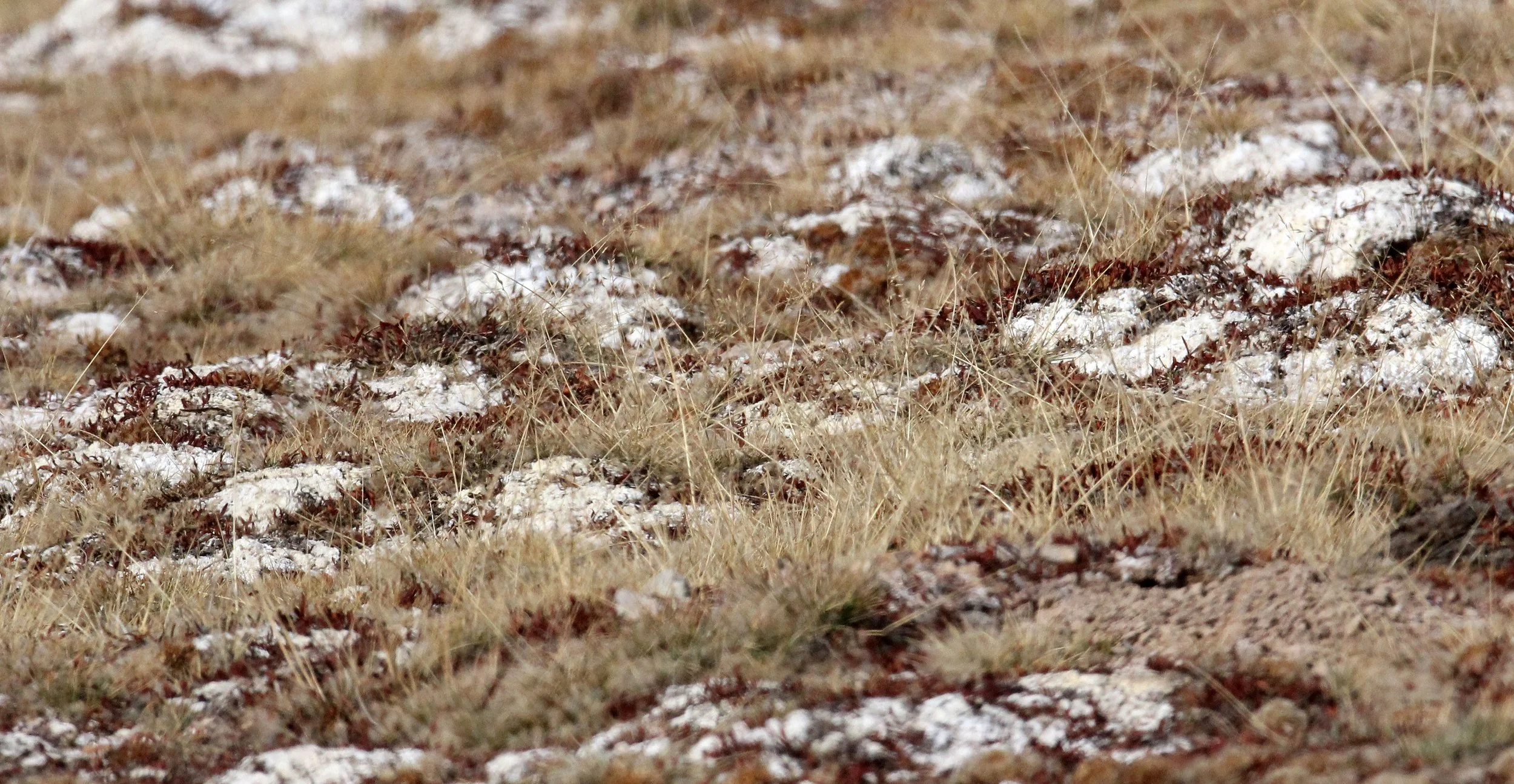 KU HAI LAKE QINGHAI CHINA - GRASSLANDS.JPG