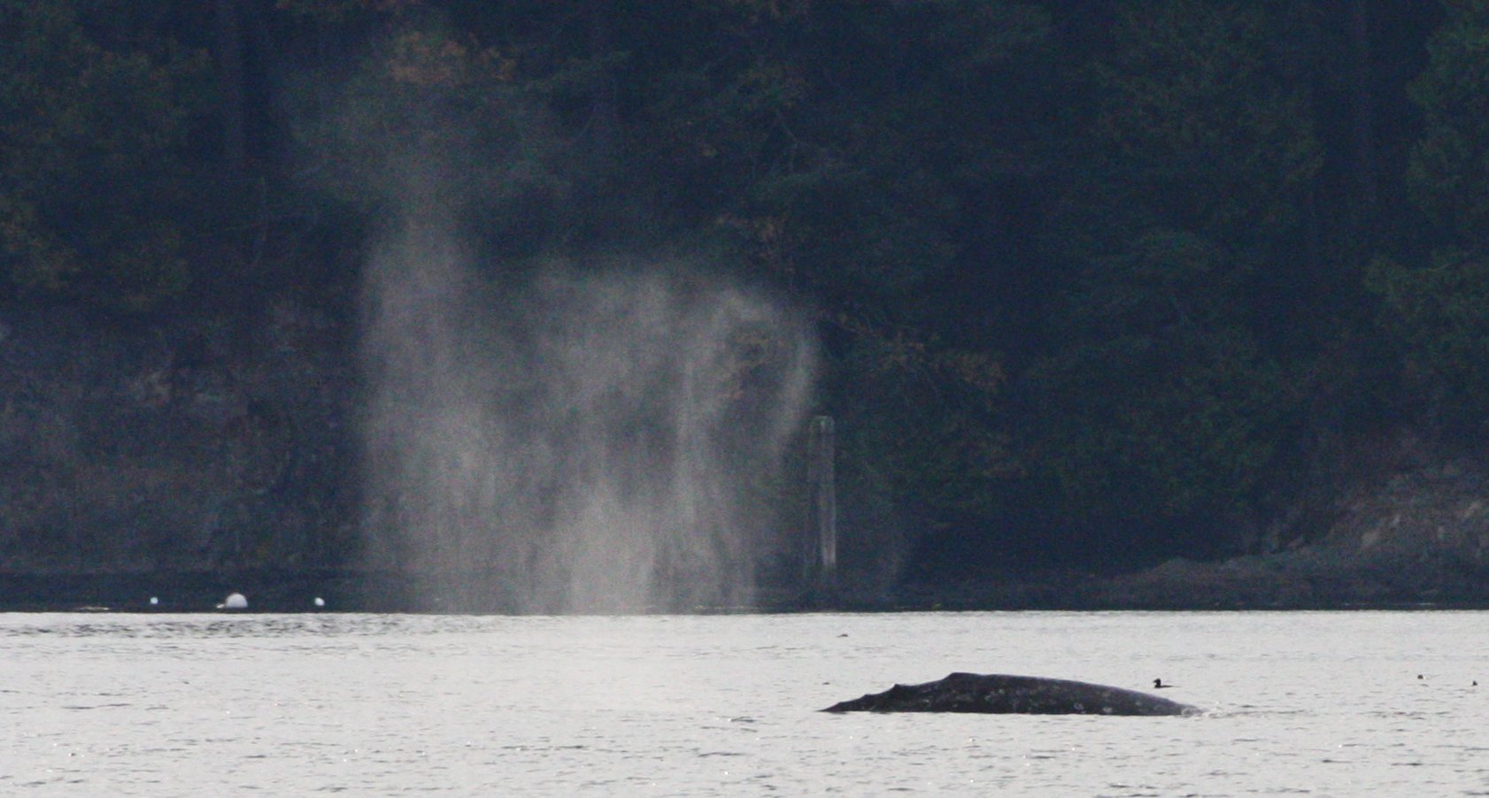 CETACEAN - GRAY WHALE - SALT CREEK WA (7).JPG