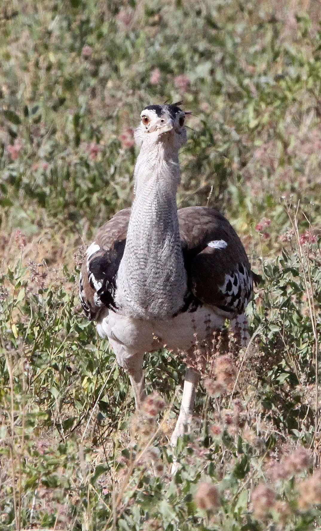 Kori bustard (Ardeotis kori) Samburu NP, Kenya (2).JPG