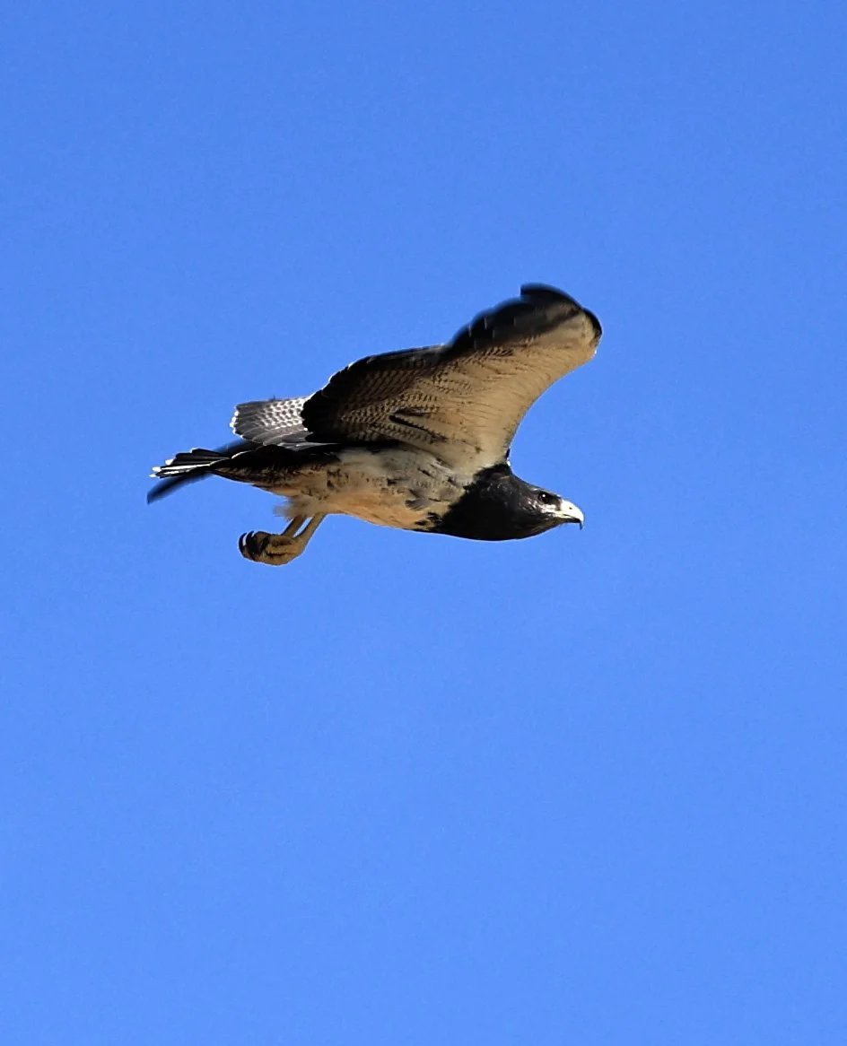 Black-chested buzzard-eagle (Geranoaetus melanoleucus) Chaco Lodge & Laguna Salada Paraguay (28).jpg