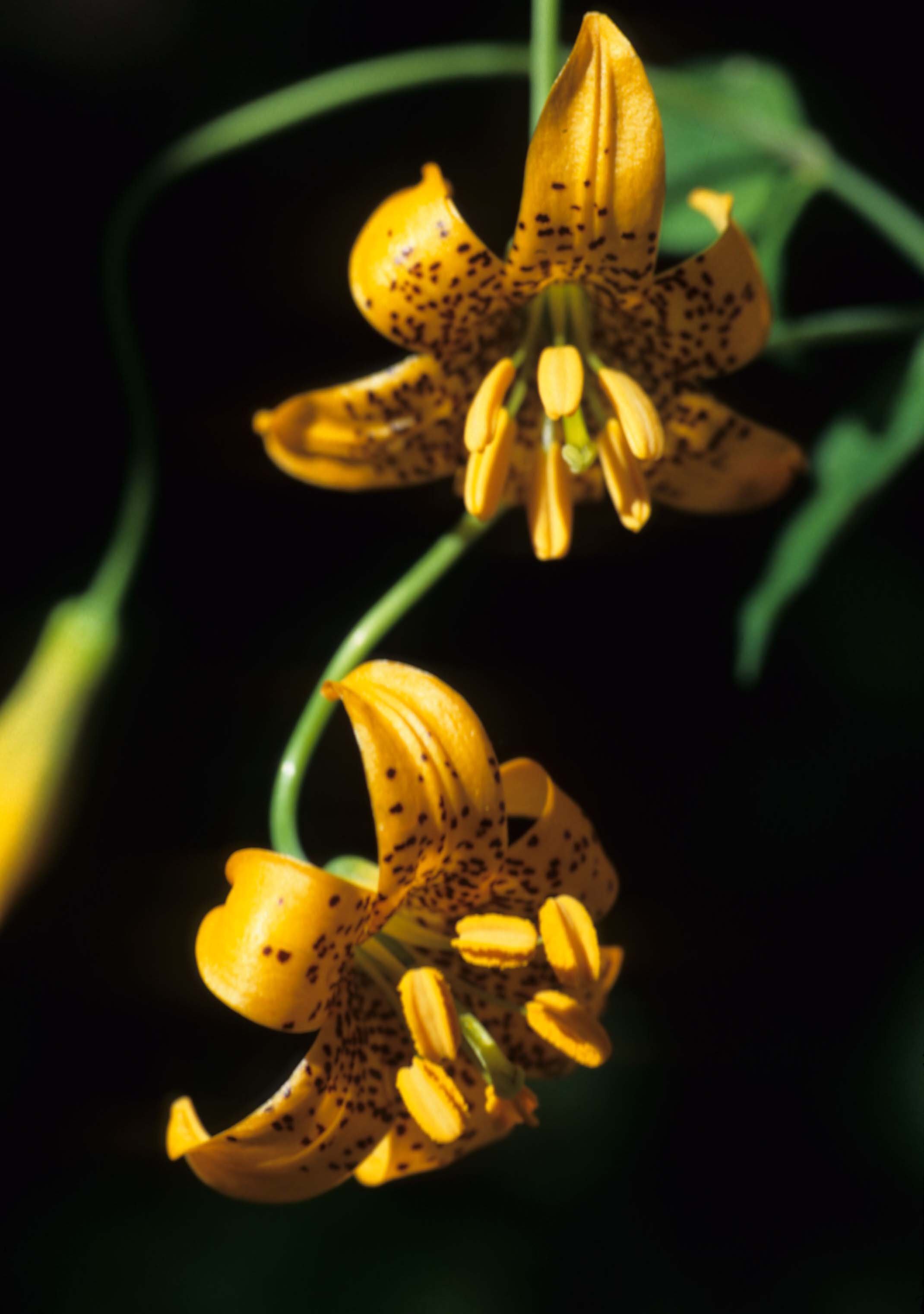 CALIFORNIA - REDWOODS NP - LILIACEAE - TIGER LILY.jpg