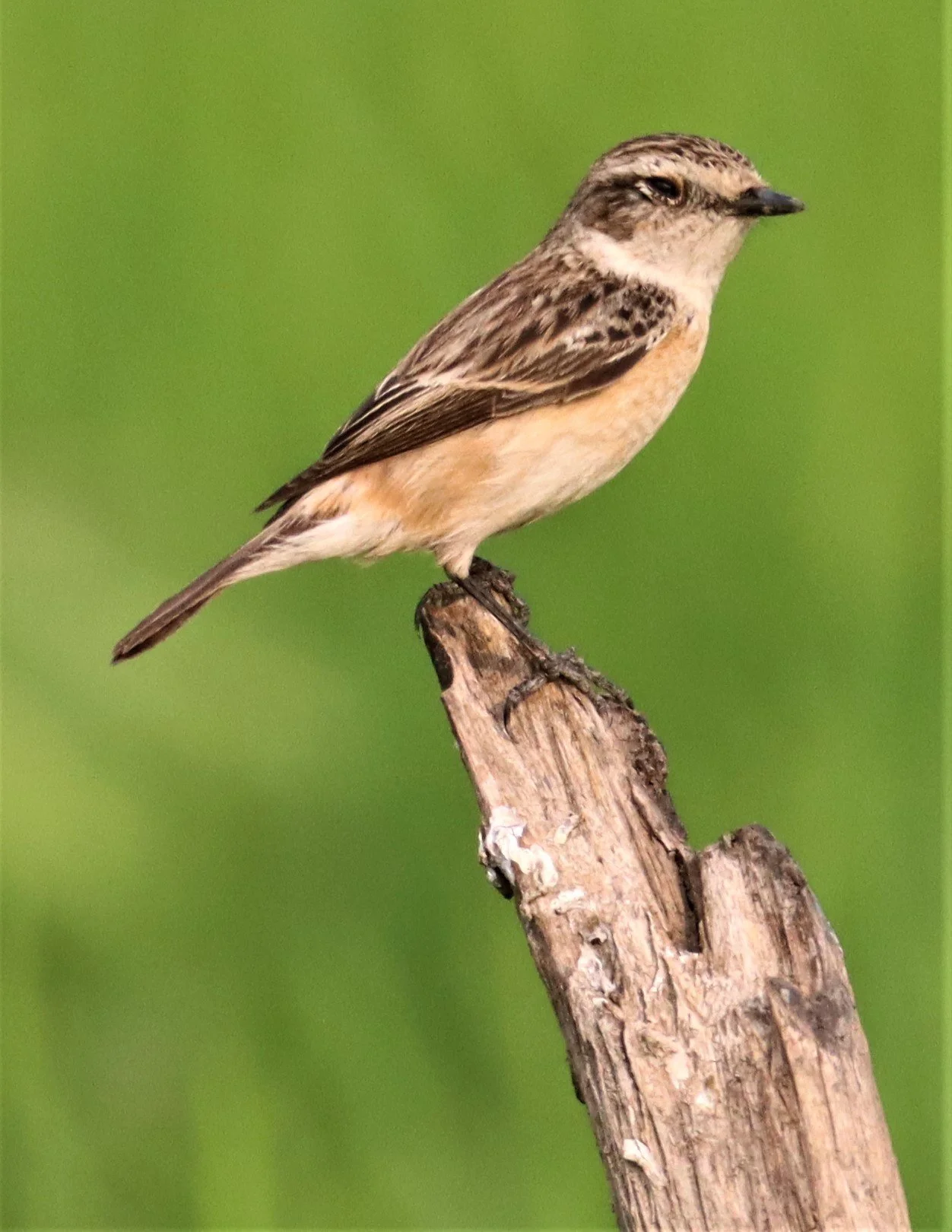 STONECHAT - SIBERIAN STONECHAT - Saxicola maurus - LAT KRABANG WETLANDS NEAR BKK (23).jpg