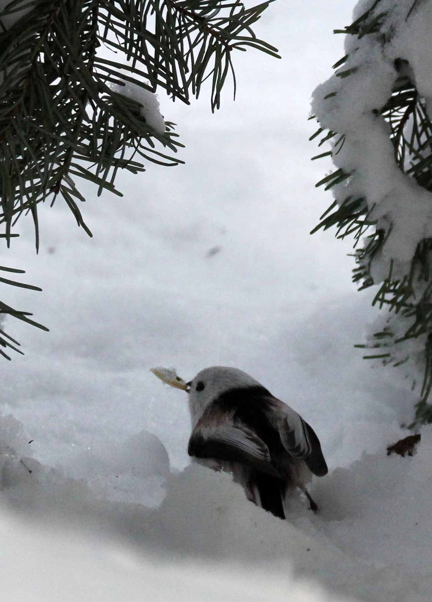Long-tailed tit (Aegithalos caudatus caudatus) Kussharo Lake, Hokkaido Japan