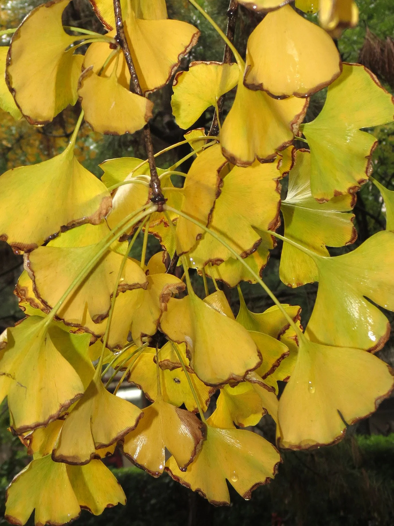 NANCHANG - GINKGO BILOBA (3).JPG