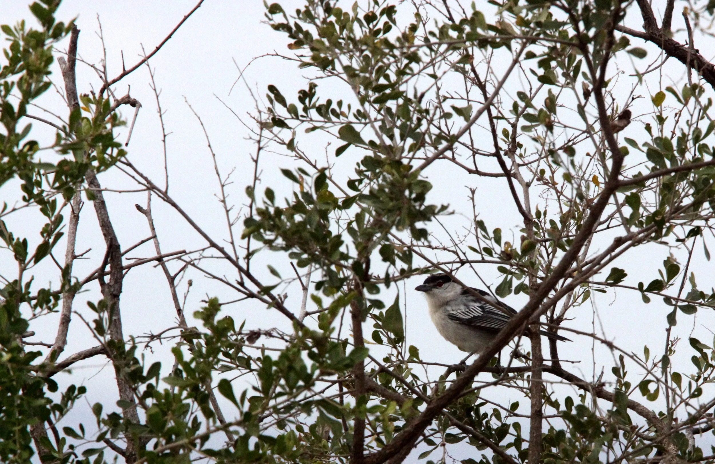 Black-backed Puffback (Dryoscopus cubla) South Africa - Imfolozi