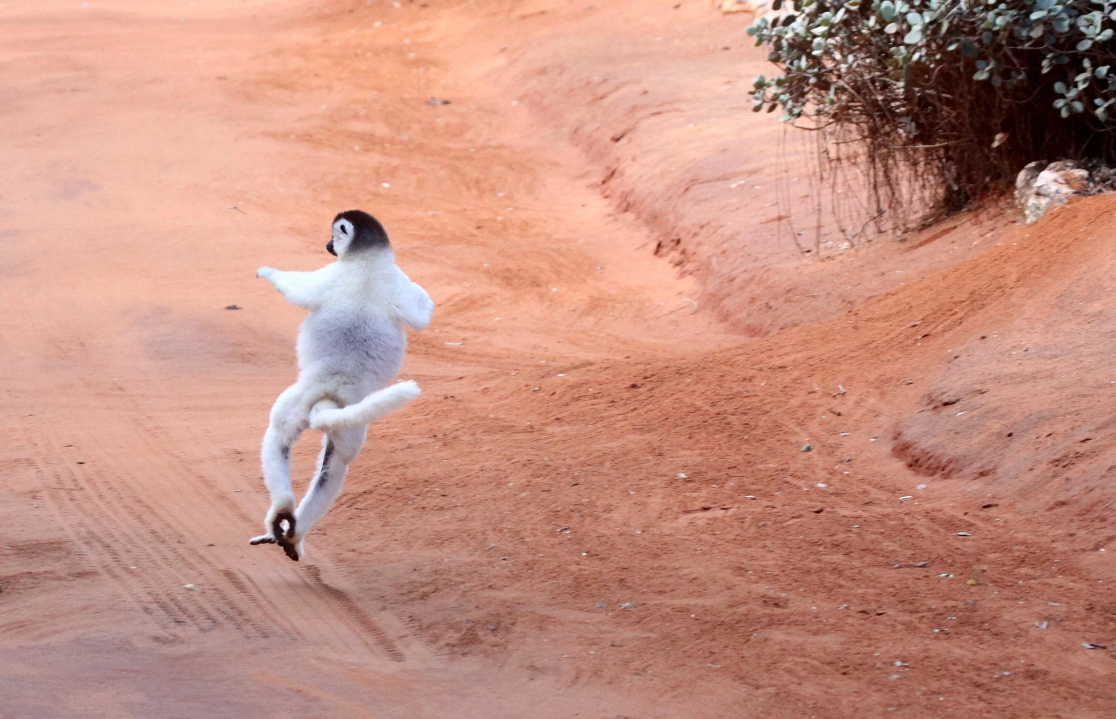 INDRIIDAE - Propithecus verreauxi - VERREAUX'S SIFAKA - ANDOHAHELA NATIONAL PARK MADAGASCAR (11).JPG