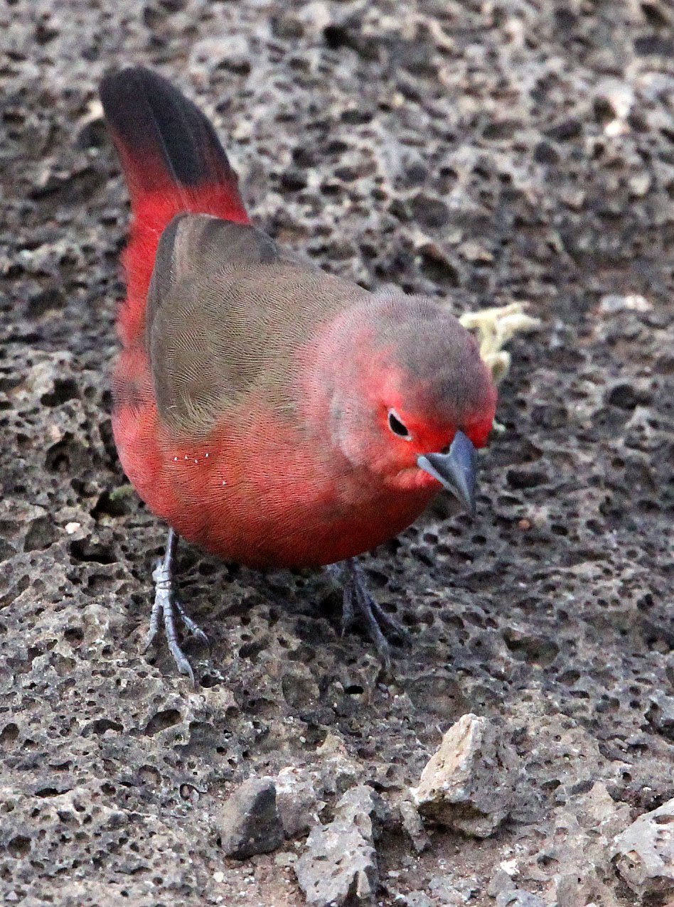 African Firefinch (Lagonosticta rubricata) Abraminch Ethiopia (1).JPG