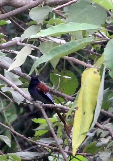 BIRD - FLYCATCHER - AFRICAN PARADISE FLYCATCHER - LANGANO LAKE ETHIOPIA.JPG