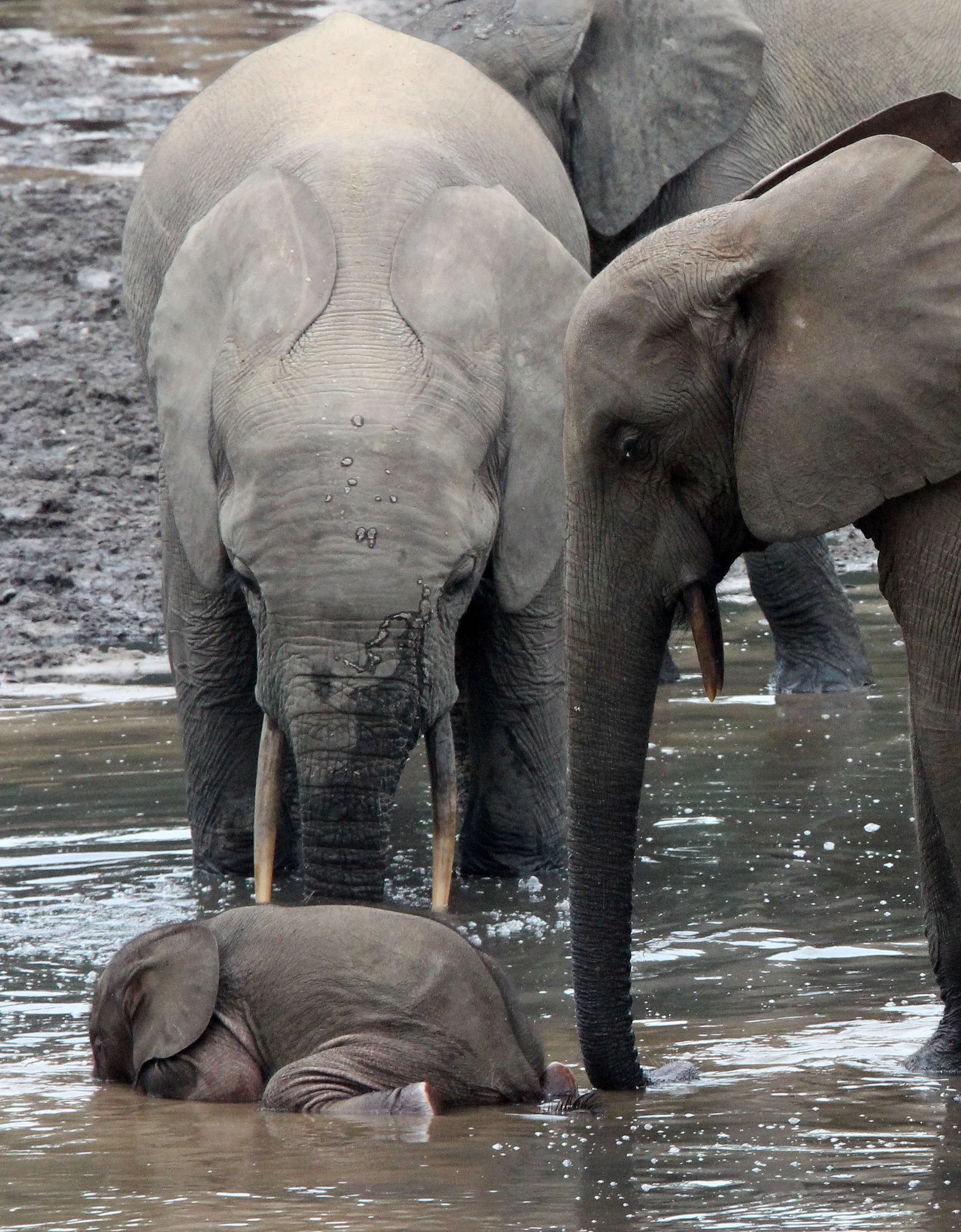 ELEPHANT - FOREST ELEPHANT - DZANGA BAI - DZANGA NDOKI NATIONAL PARK CENTRAL AFRICAN REPUBLIC (55).JPG