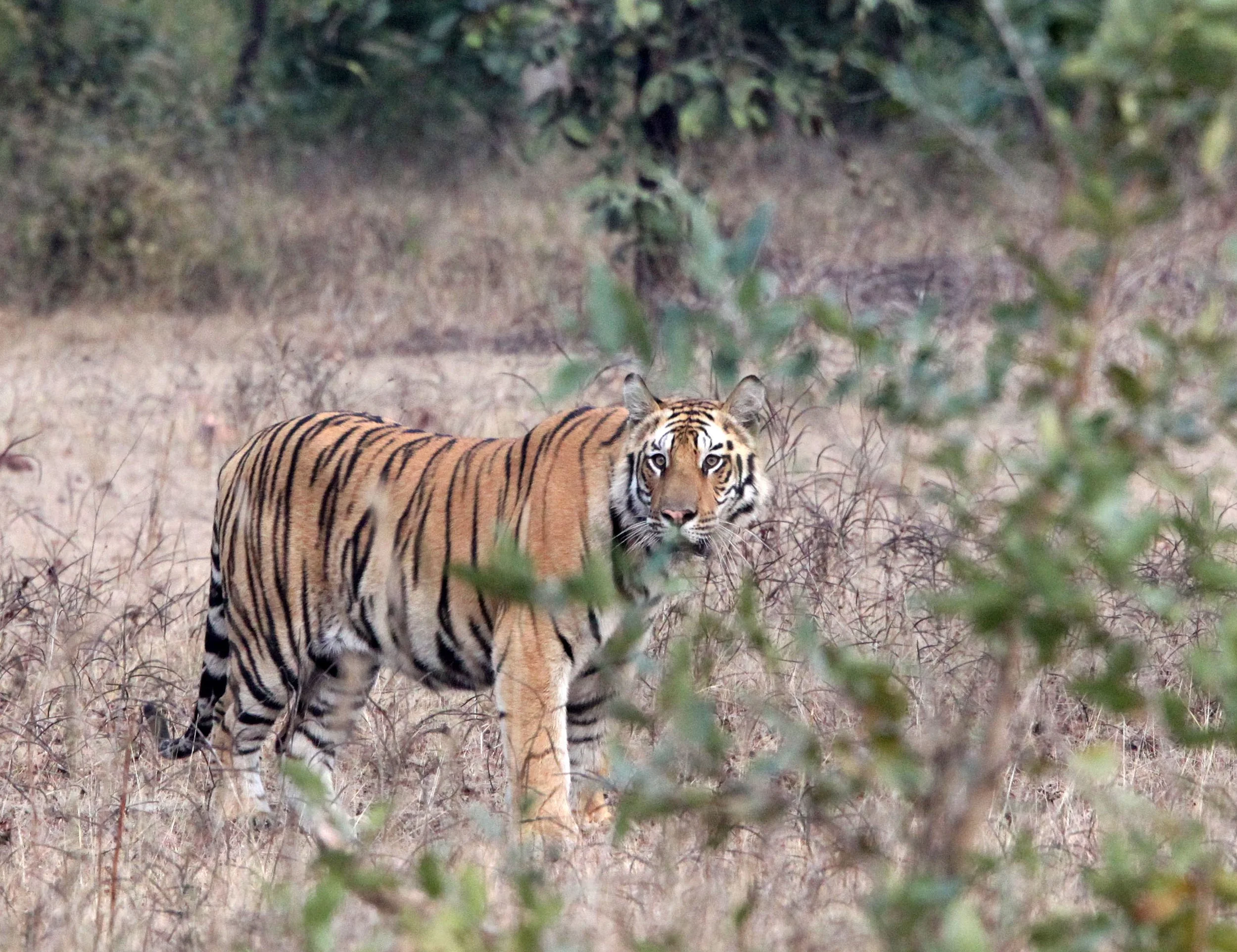 Panthera tigris tigris - BENGAL TIGER - BANDHAVGAR NATIONAL PARK MADHYA PRADESH INDIA (137).JPG