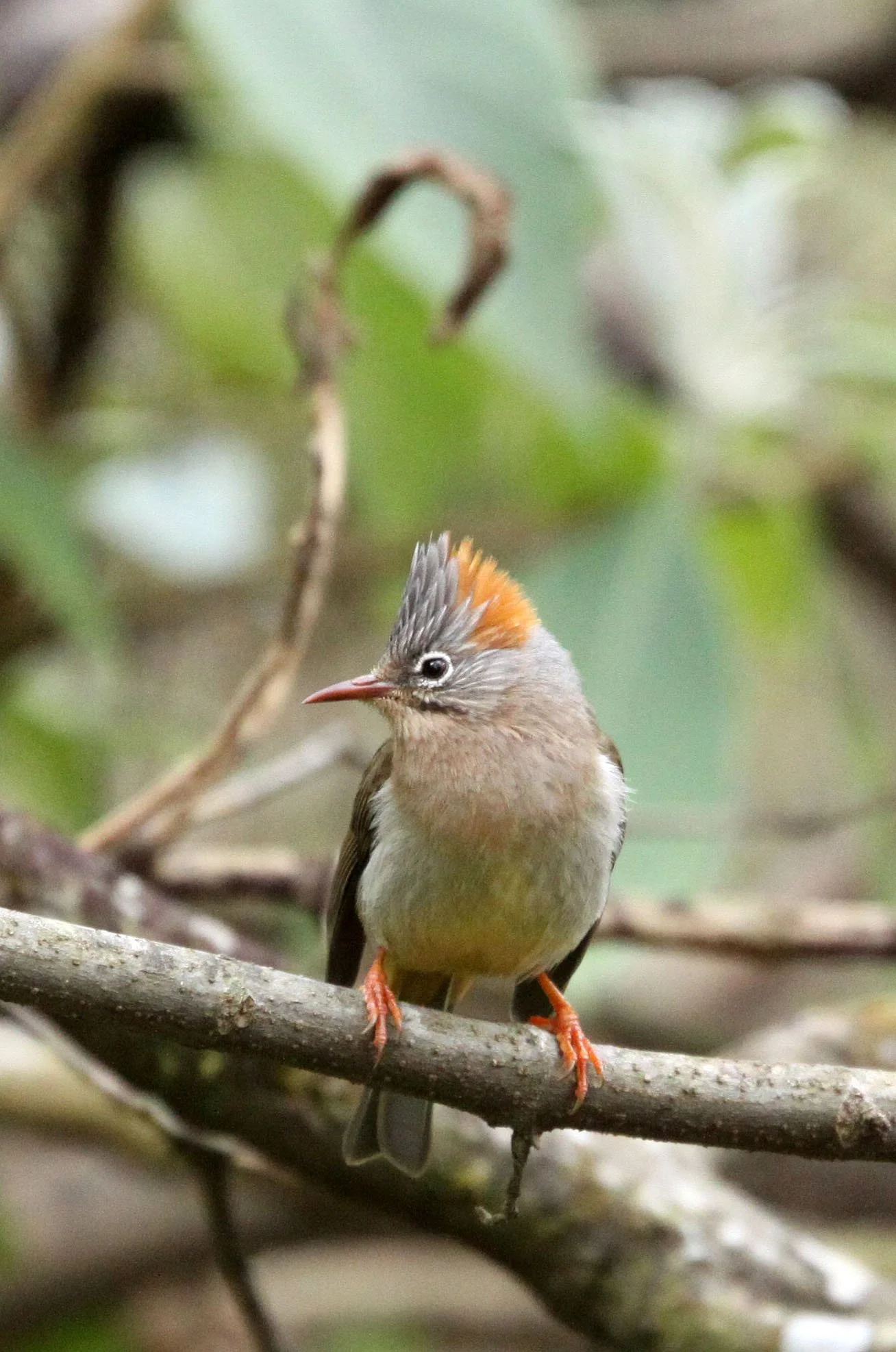 Rufous-vented Yuhina (Yuhina occipitalis) Wuliangshan Reserve, Yunnan China (12).JPG