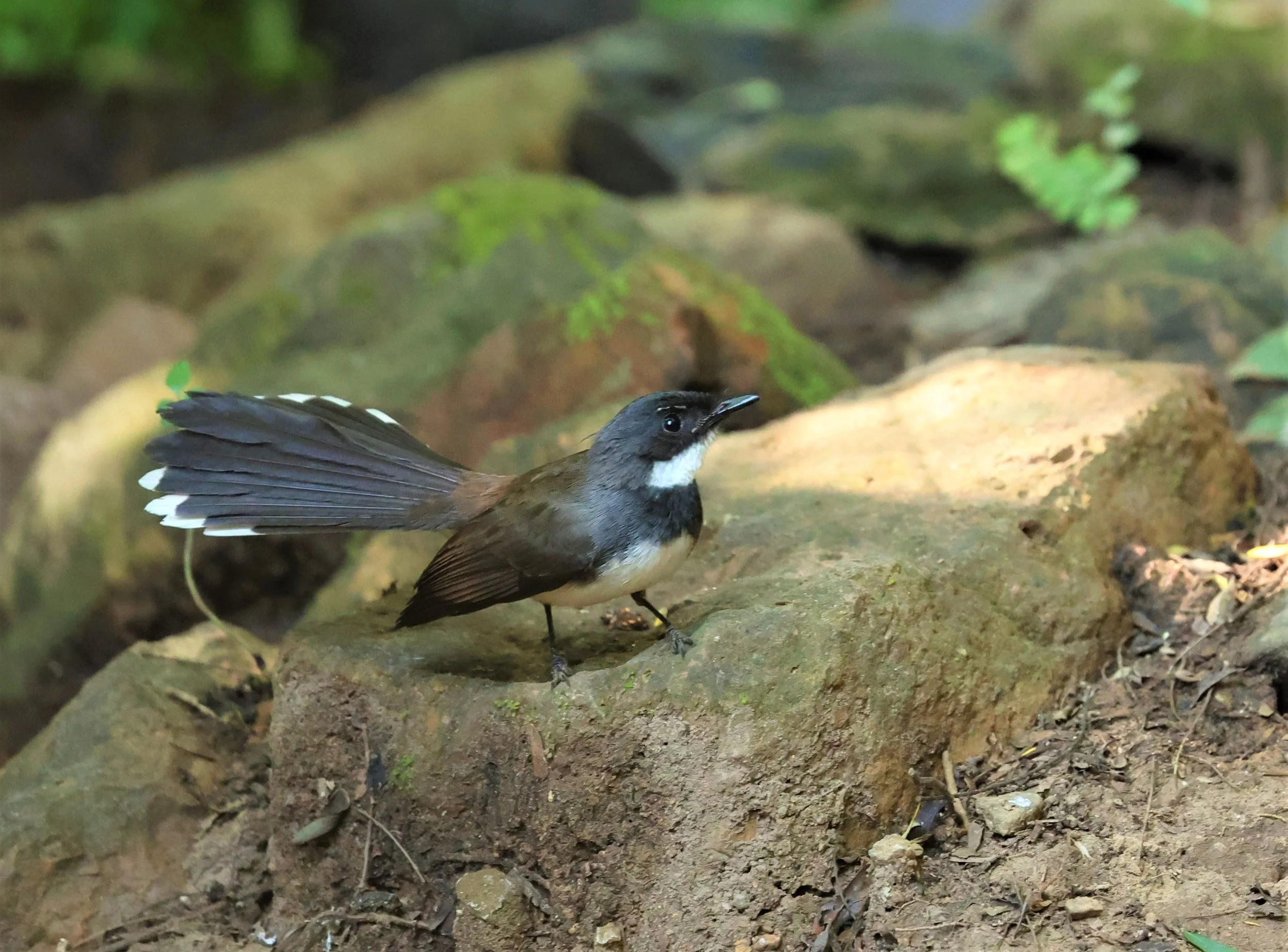 FANTAIL - PIED FANTAIL - Rhipidura javanica - PETCHABURI PROVINCE - NUY HIDE NEAR KAENG KRACHAN JAN 2022 (6).jpg
