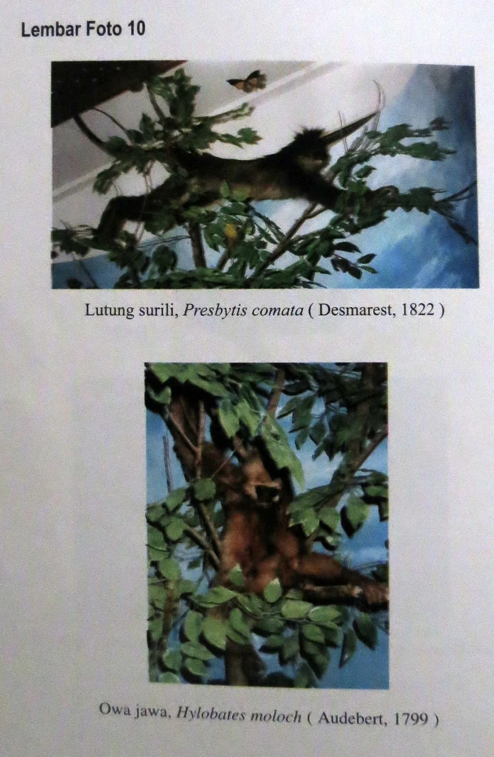 GEDE NATIONAL PARK - JAVA BARAT INDONESIA (51).JPG