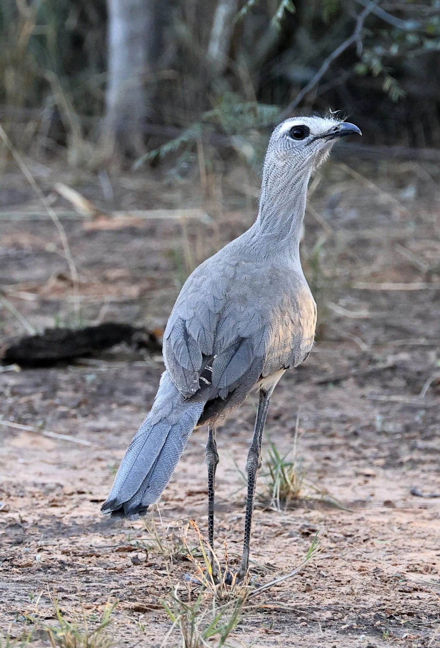Black-legged Seriema (Chunga burmeisteri) Parque Nacional Teniente Agripino Enciso (24).jpg