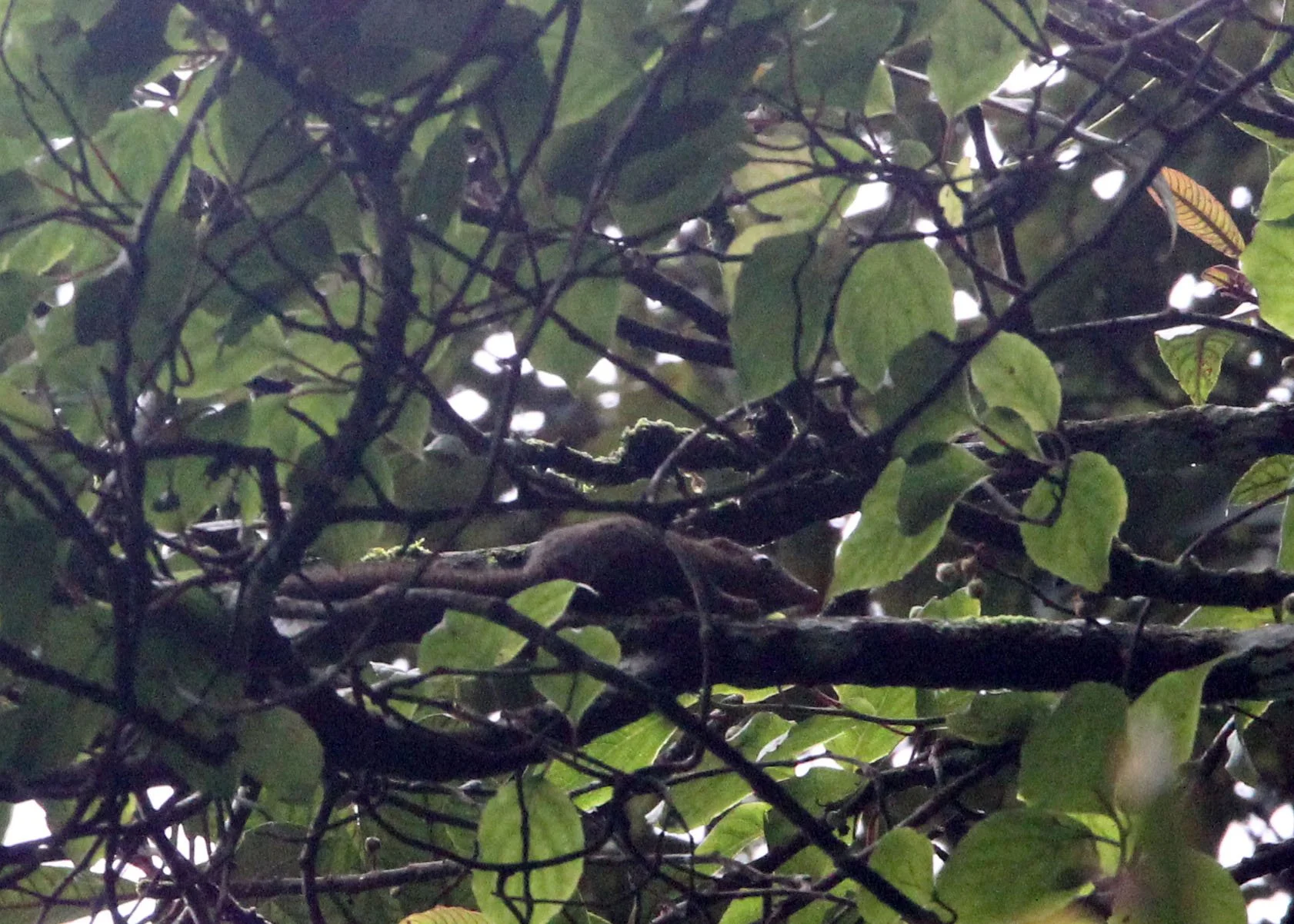 Tupaia javanica - HORSFIELD'S (JAVAN) TREESHREW - GEDE NATIONAL PARK JAVA BARAT INDONESIA (7).JPG