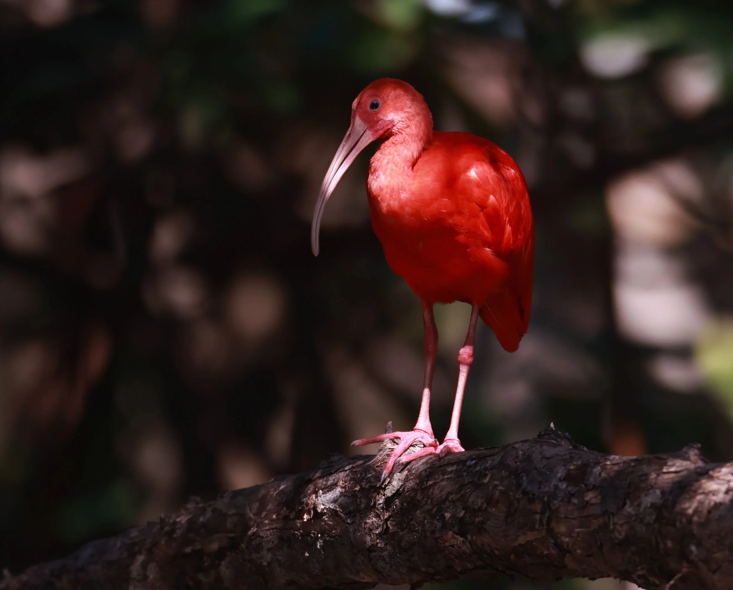 Ibis - Scarlet Ibis - Eudocimus ruber - 29 Songkaow Cafe, Chachoengsao Thailand (323).jpg