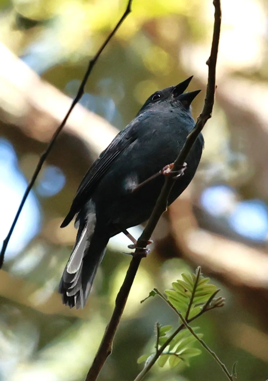 Seedeater - Blackish-blue Seedeater - Amaurospiza moesta - Caraca Seminary, Minas Gerais (11).JPG