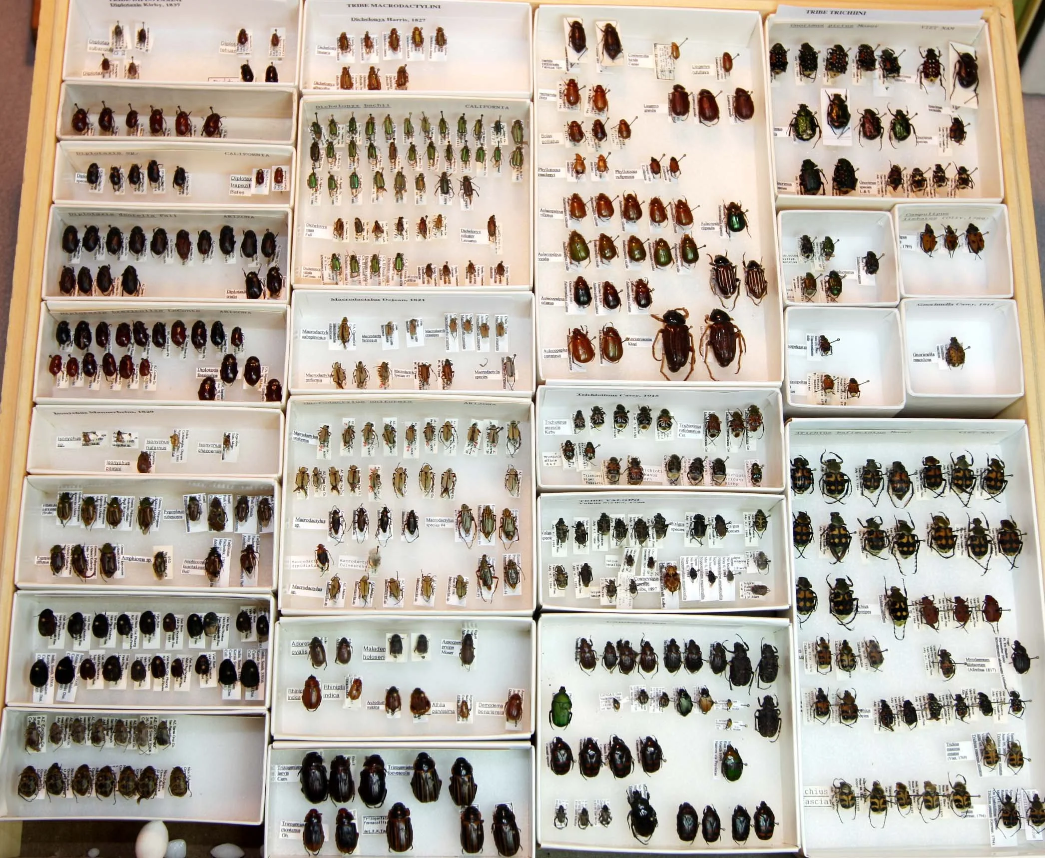 1 Melolonthinae - Diplotaxini - Trichiini.JPG