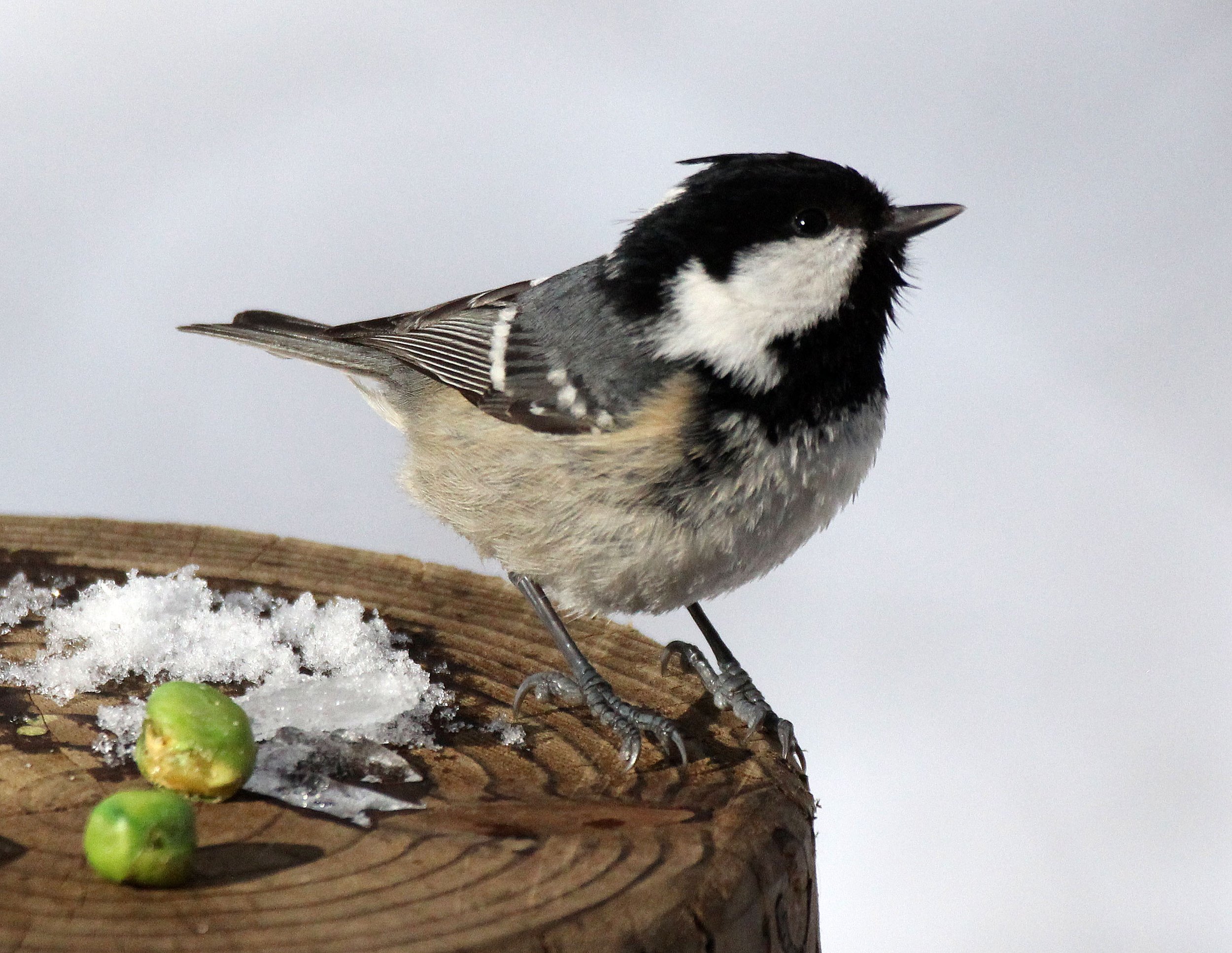 Coal Tit (Periparus ater) Kinohiroba Park, Abashiri, Hokkaido Japan (9).JPG