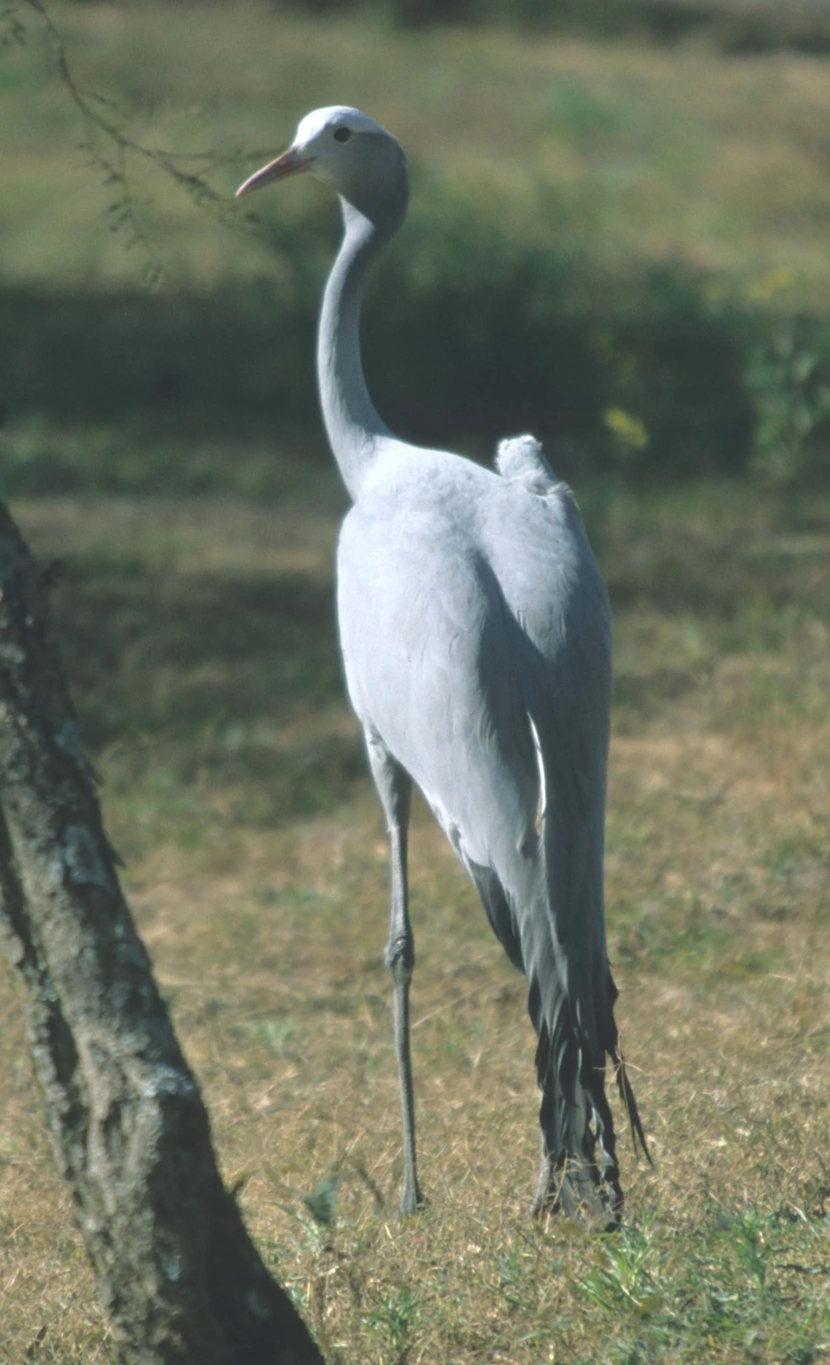 BIRDS - CRANE - BLUE - KRUGER D.jpg