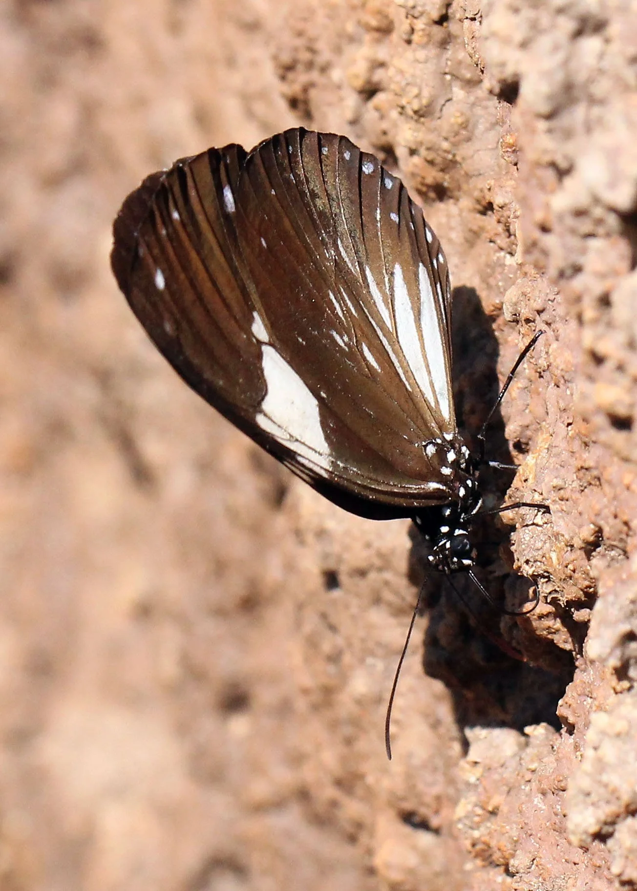 Danaidae - Euploea core - Khao Yai NP, Thailand