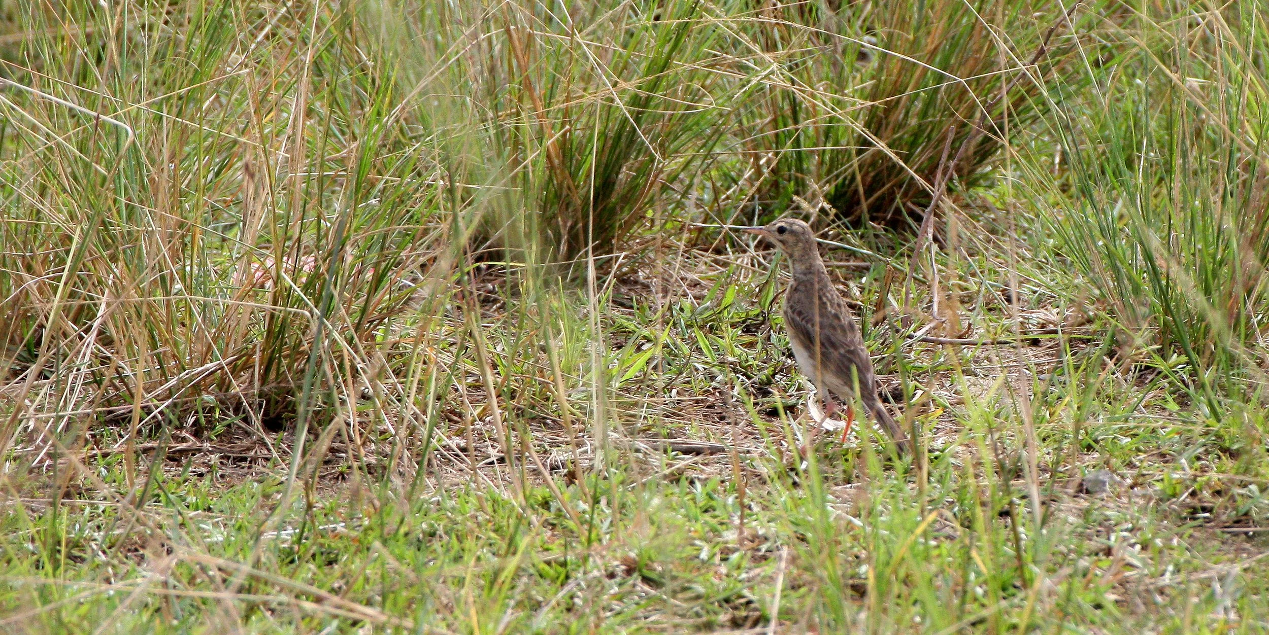Paddyfield Pipit (Anthus rufulus) NAKHON SI THAMMARAT Thailand (15).JPG