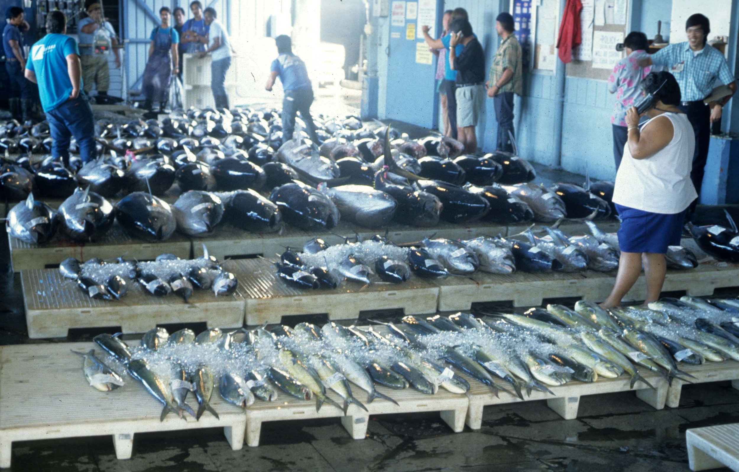 FISH - TUNA - HILO FISH MARKET.jpg