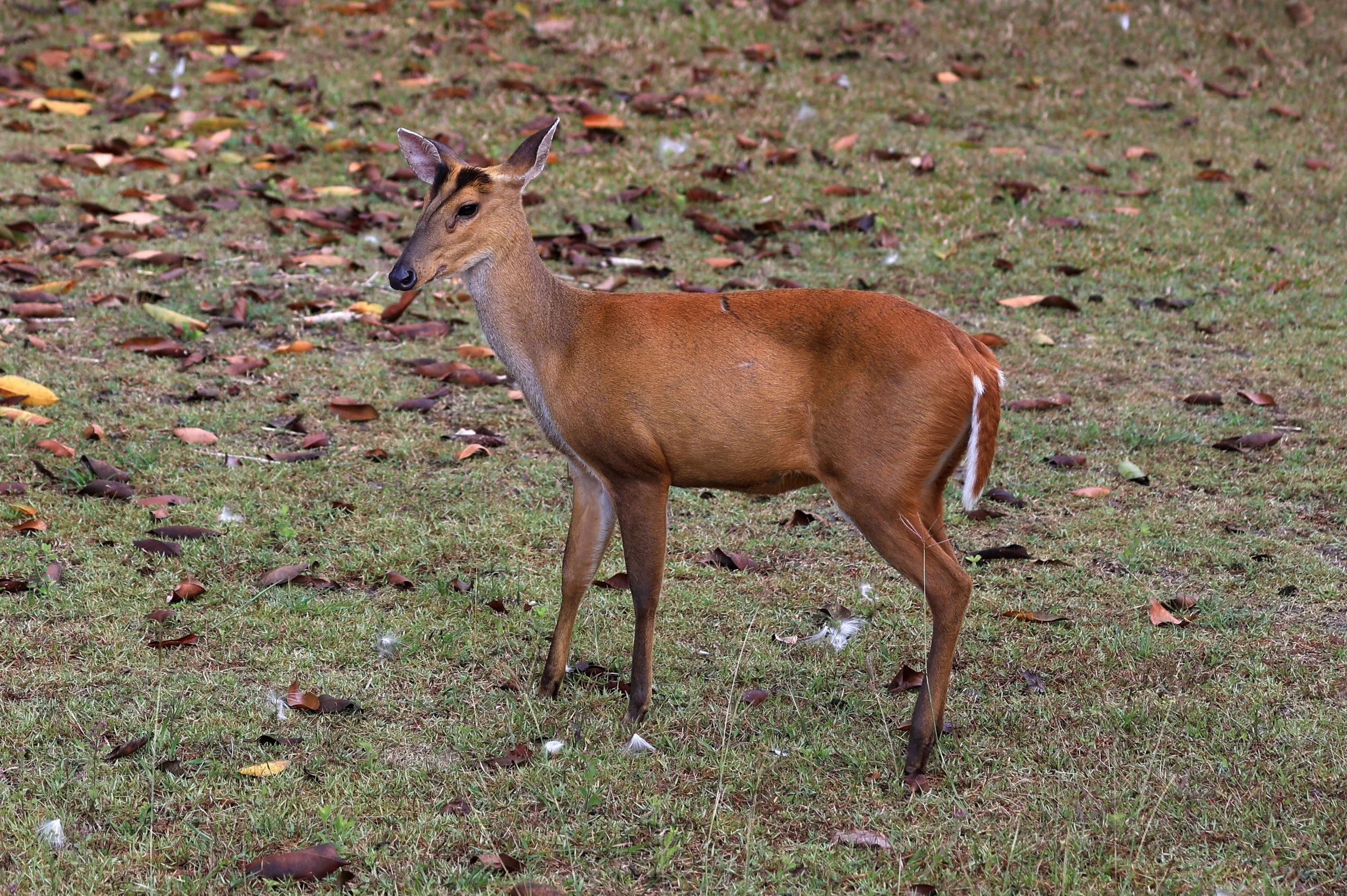 Southern Red Muntjac (Muntiacus muntjak) Khao Yai National Park, Thailand day 3(24).jpg
