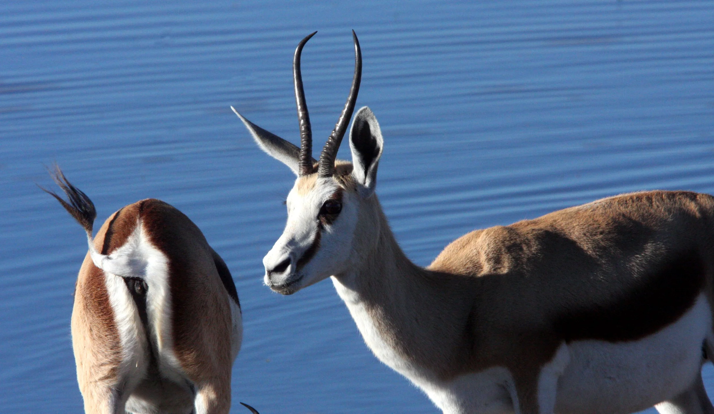 SPRINGBOK - ANGOLAN SPRINGBOK - Antidorcus angolensis - ETOSHA NATIONAL PARK NAMIBIA  (80).JPG
