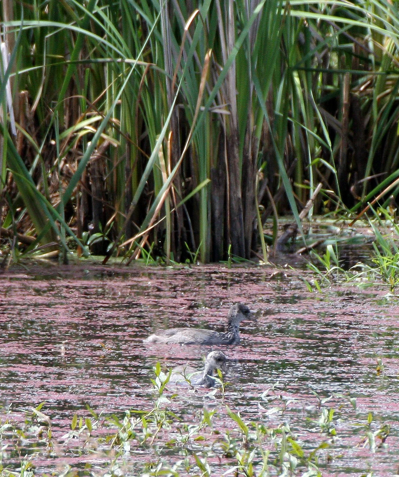 Pied-billed Grebe (Podilymbus podiceps) Ridgefield NWR Washington (4).JPG