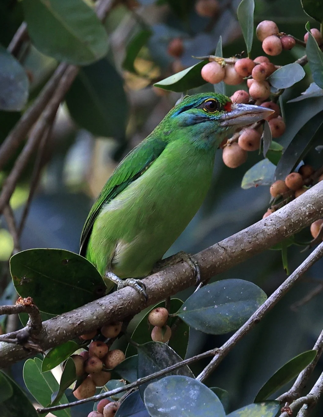 Moustached Barbet (Psilopogon incognitus) Khao Yai National Park Feb 2026 Day 2 (21).jpg