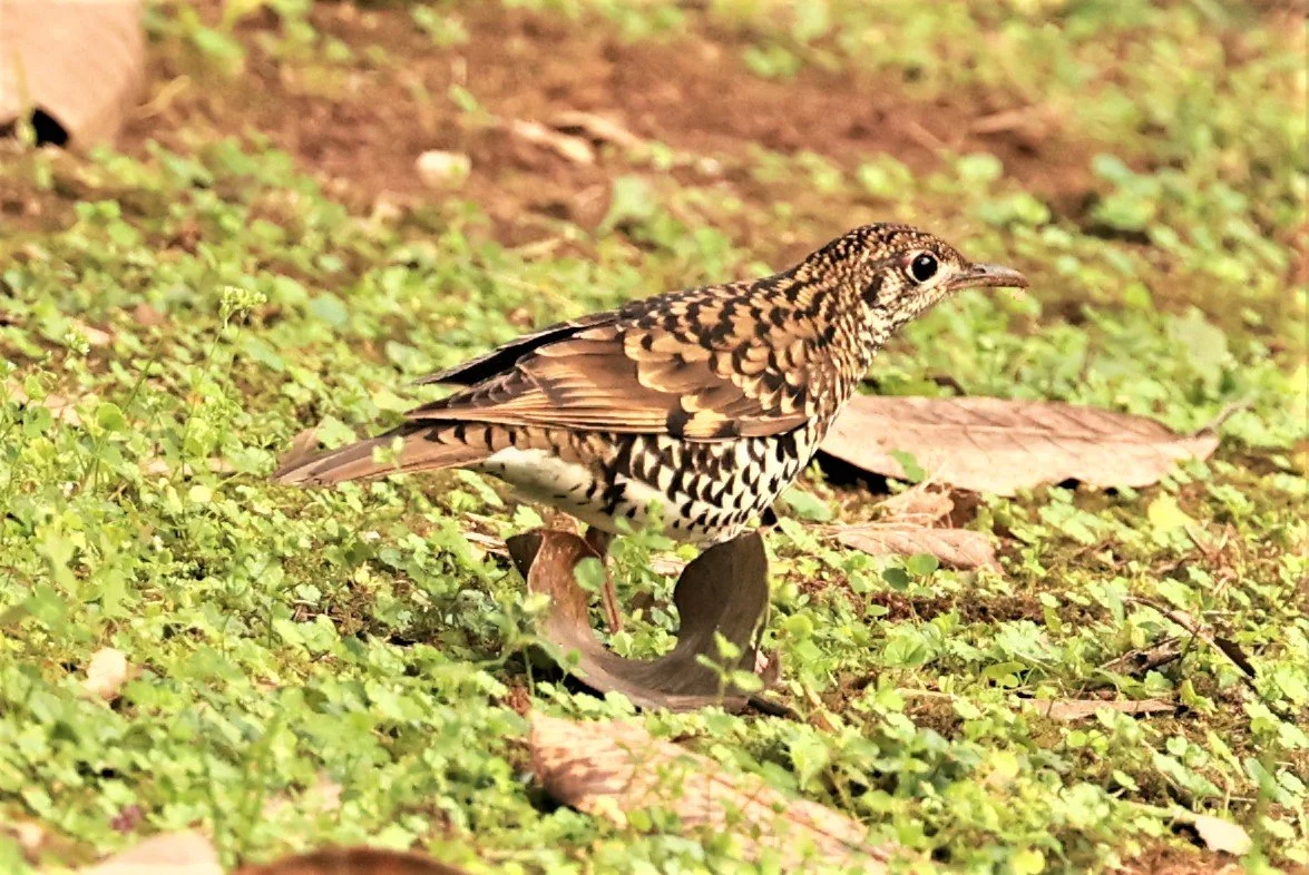 Scaly Thrush (Zoothera dauma) Doi Ang Kang Chiang Mai (28).jpg