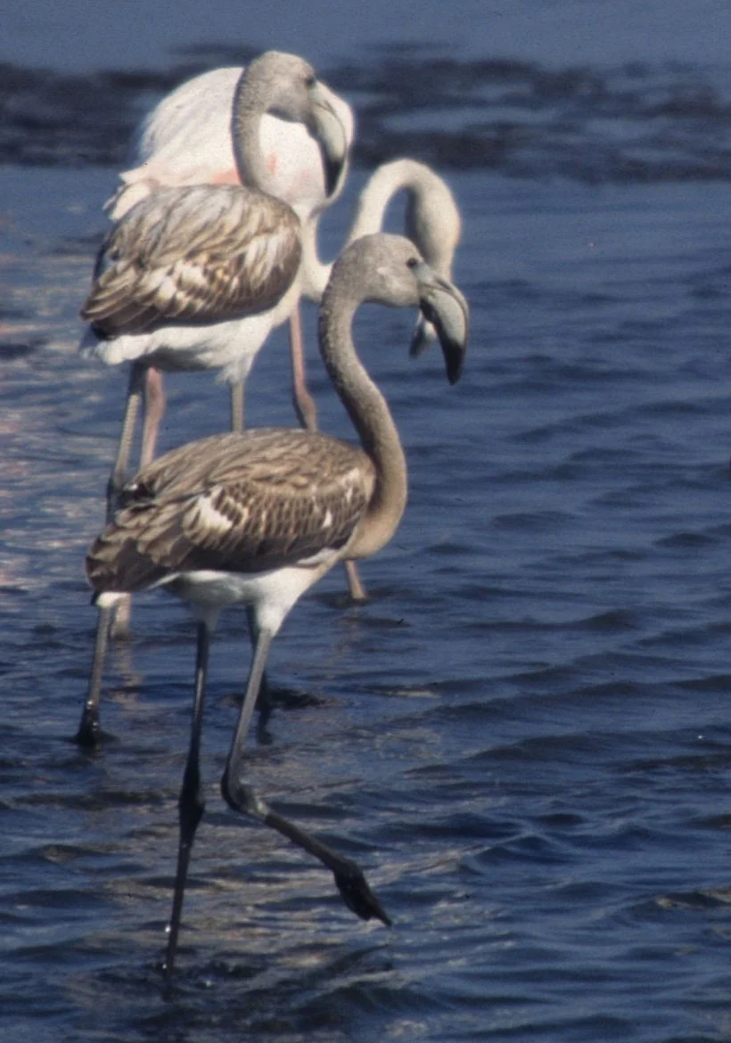 BIRDS - FLAMINGO - GREATER - NAMIBIA COAST H11.jpg