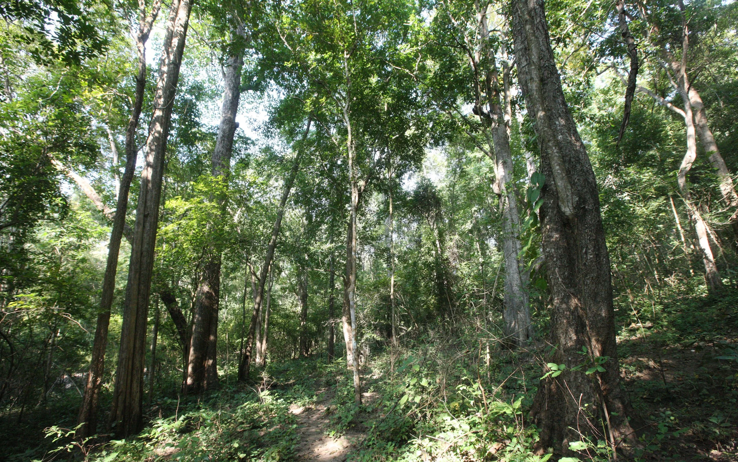 2014 Huai Kha Khaeng Bruce Kekule Trip (113).JPG