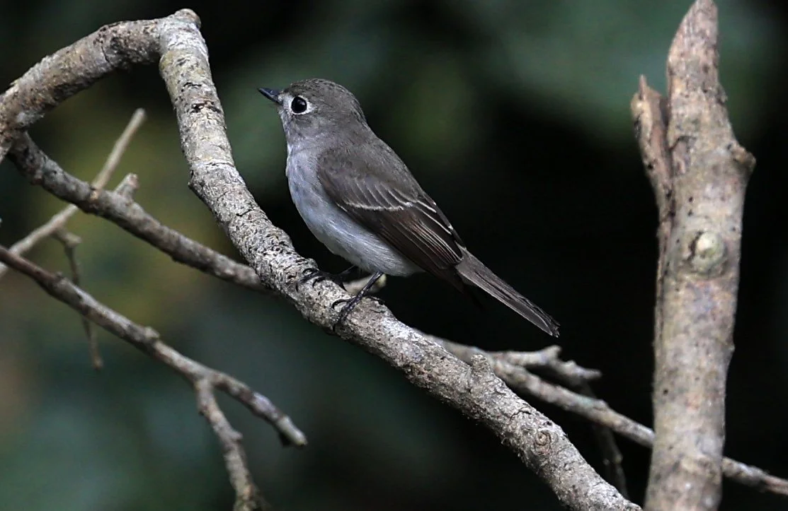 Asian Brown Flycatcher (Muscicapa dauurica) Kaeng Krachan National Park ESS Expedition 2026 (4).jpg