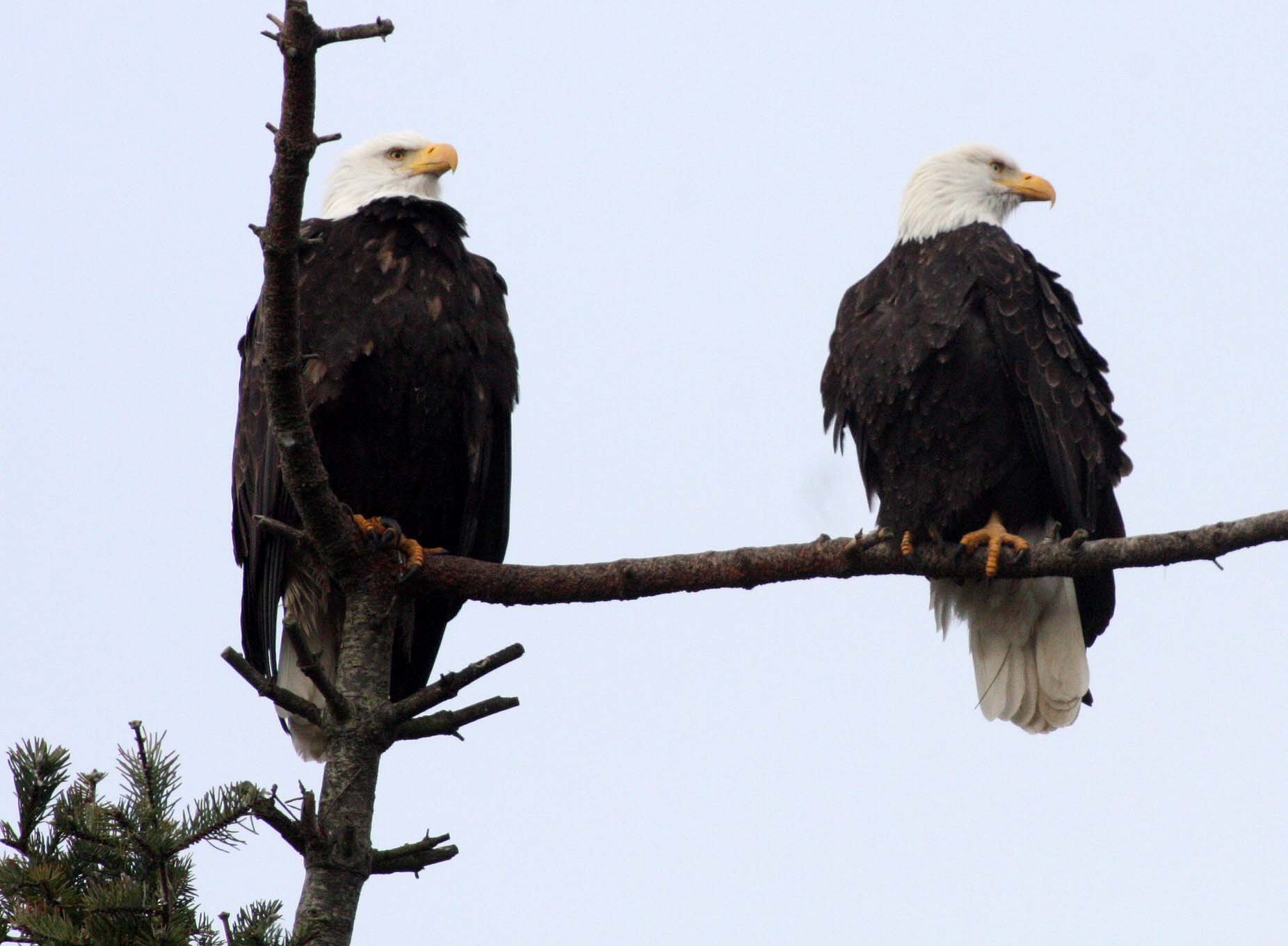 BIRD - EAGLE - BALD EAGLE - MARINE DRIVE SEQUIM WA (22) - Copy.JPG