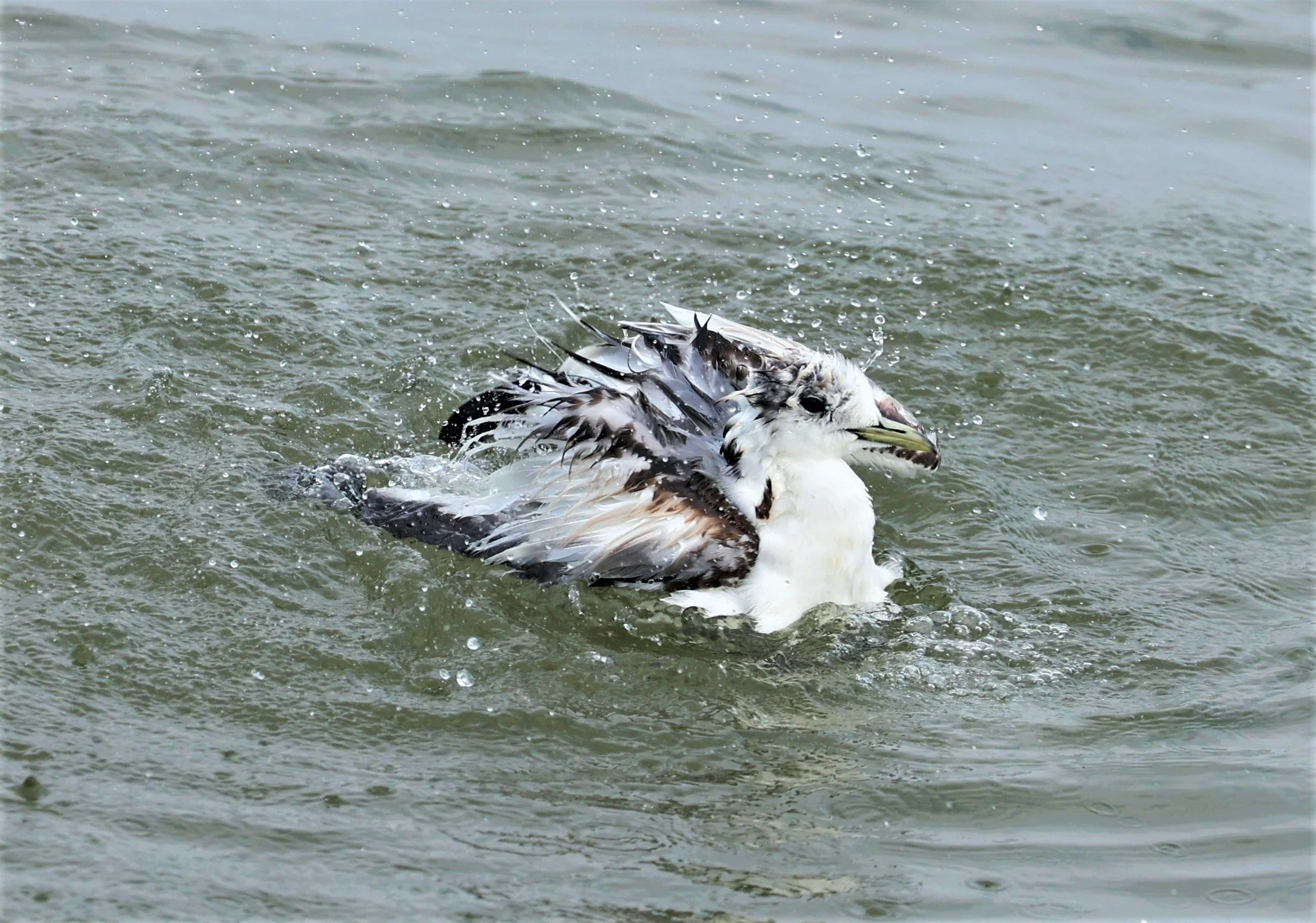 KITTIWAKE - BLACK-LEGGED KITTIWAKE - Rissa tridactyla - GULF OF SIAM OFF BANGKOK & SAMUT SAKHORN FEB 05 2022 (53).jpg