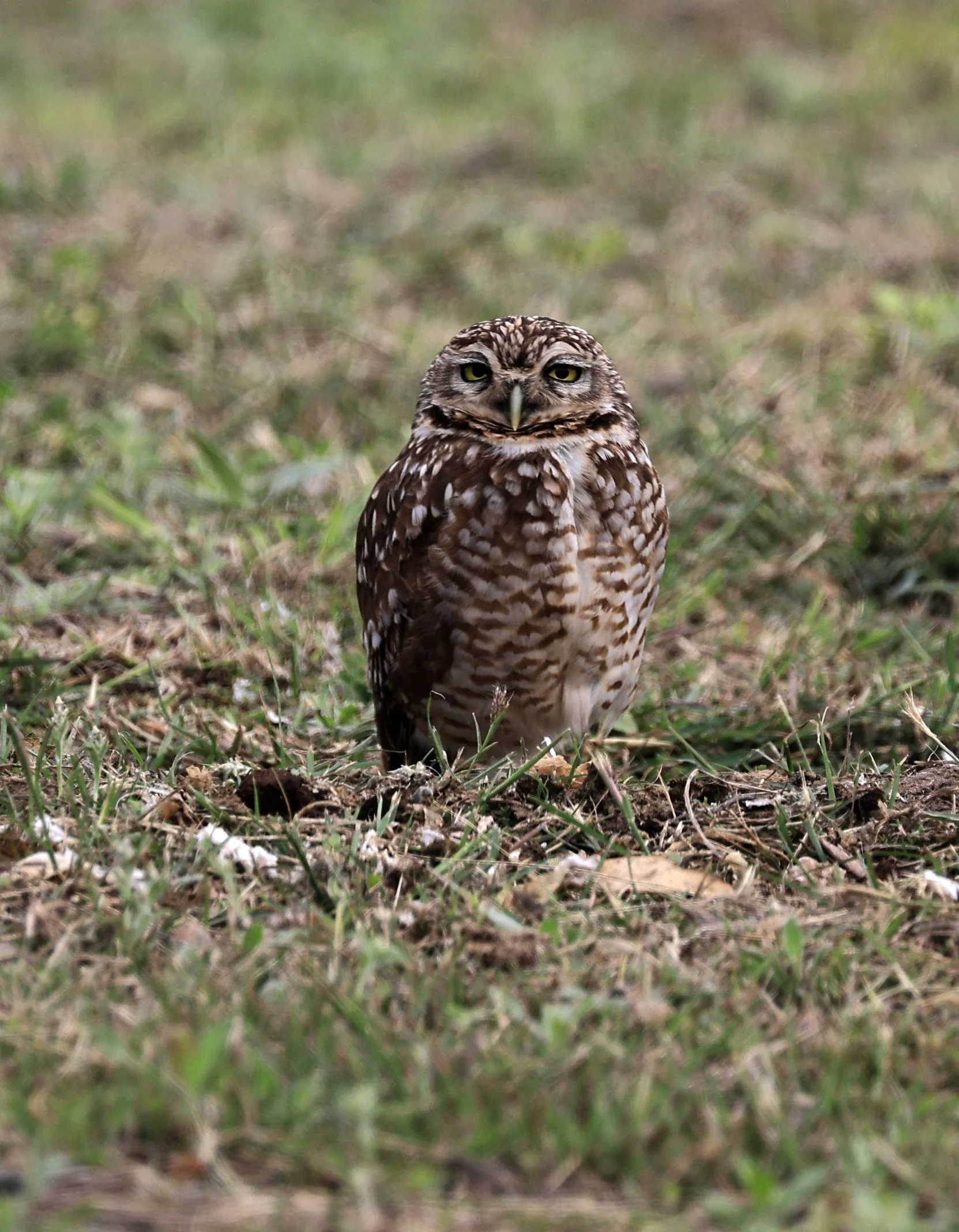 Burrowing Owl (Athene cunicularia) Aurora Chaquena near Neuland Mennonite Colony Paraguay (9).jpg