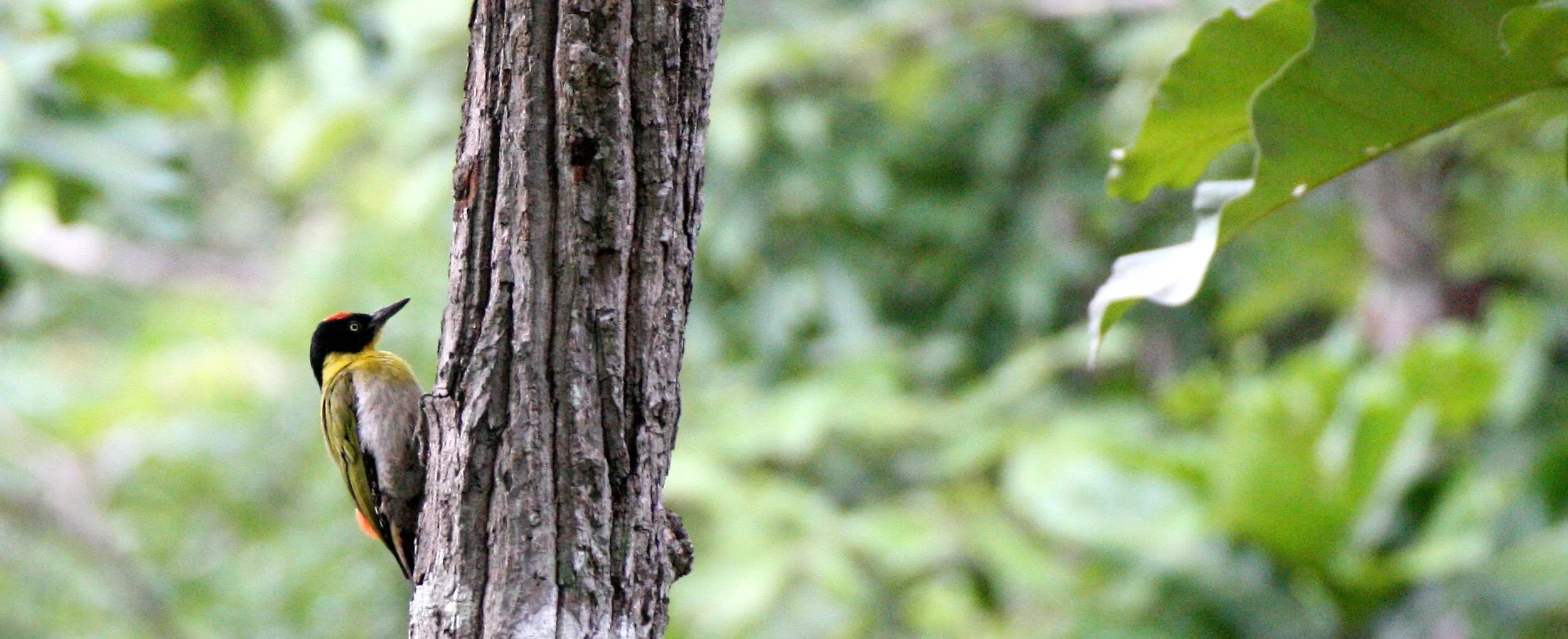 BIRD - WOODPECKER - BLACK-HEADED WOODPECKER - HUAI KHA KHAENG NWS THAILAND (14).JPG