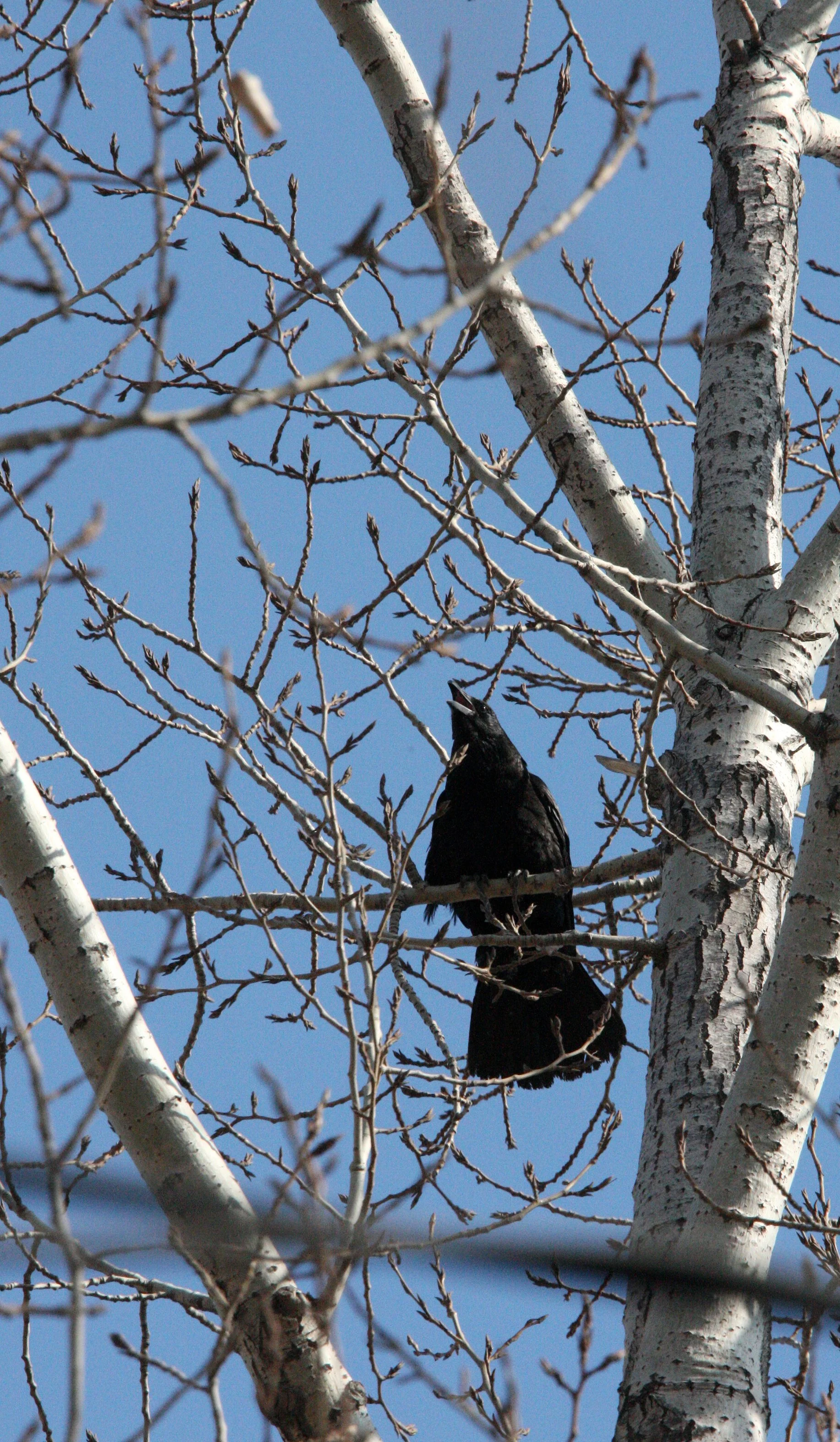 BIRD - CROW - CARRION CROW - HARBIN CHINA (2).JPG