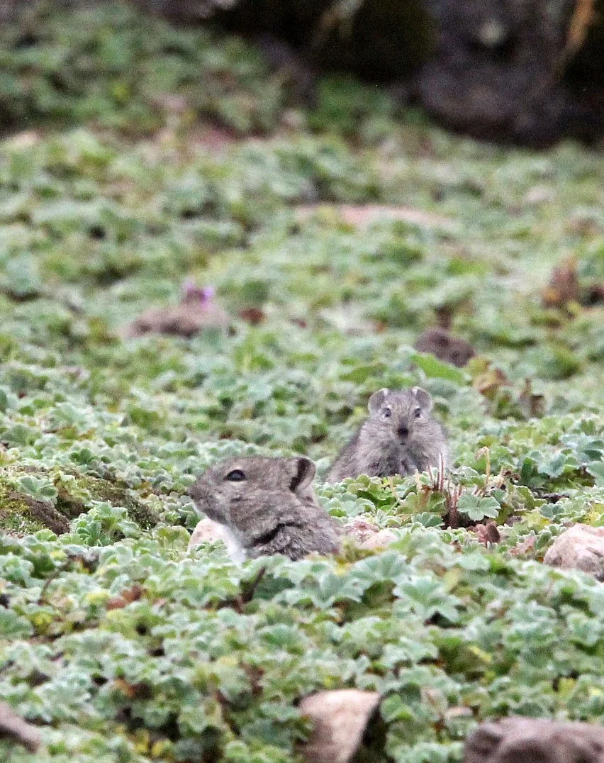 Lophuromys melanonyx - BLACK-CLAWED BRUSH-FURRED MOUSE - BALE MOUNTAINS NATIONAL PARK ETHIOPIA (32).JPG