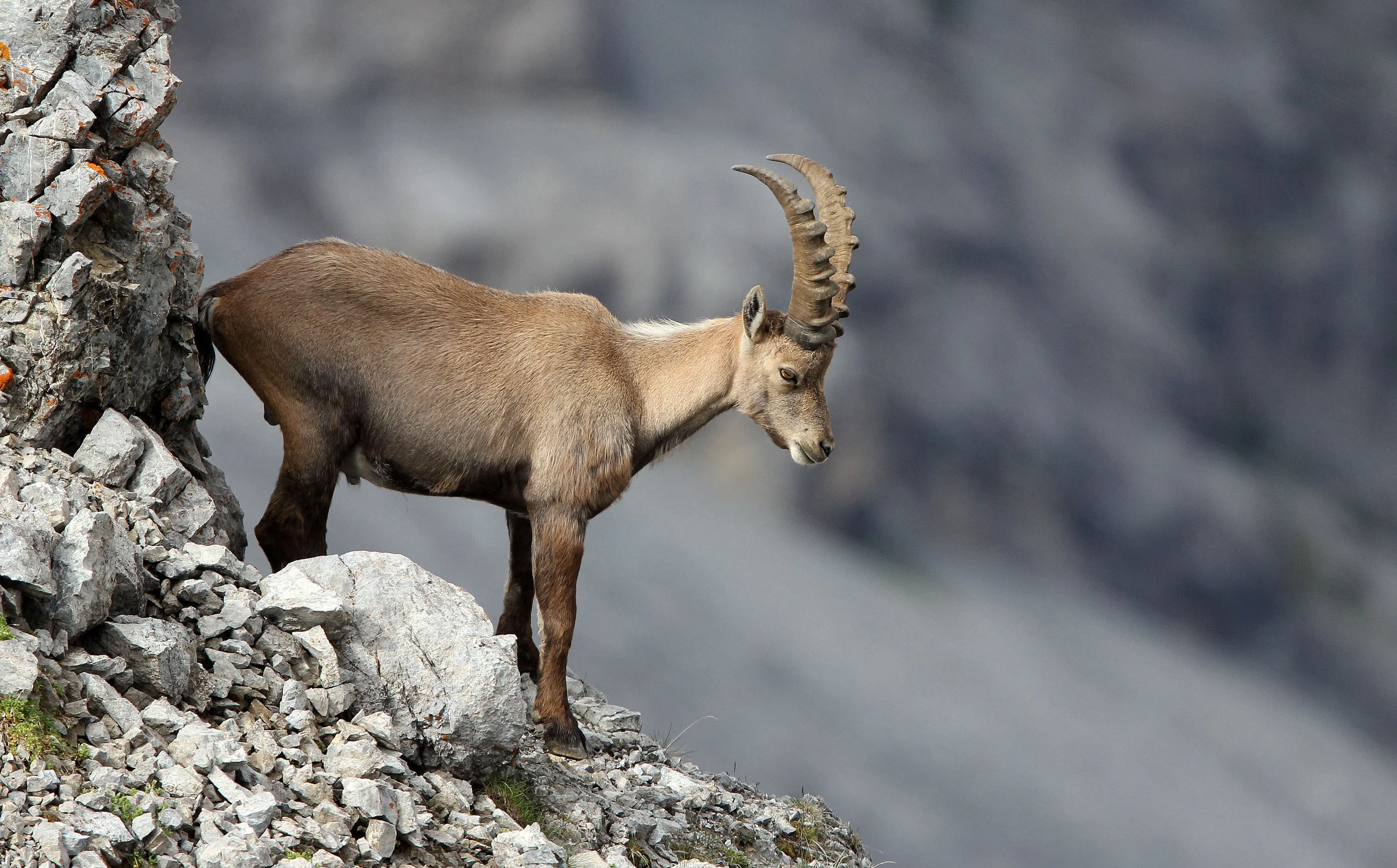 IBEX - ALPINE IBEX - Capra ibex - STELVIO NATIONAL PARK ITALY (148).JPG