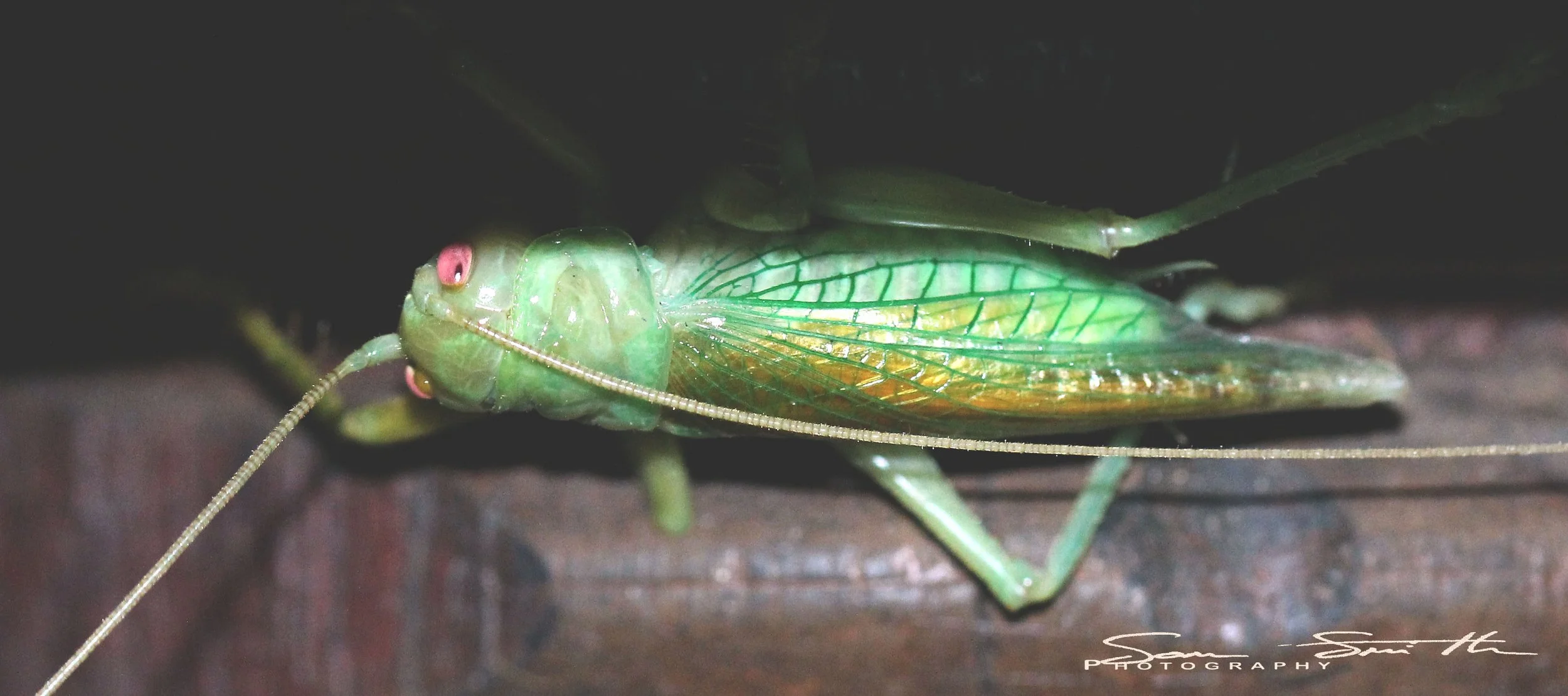 Gryllidae - Species 1 - Koh Lanta, Thailand (4).JPG
